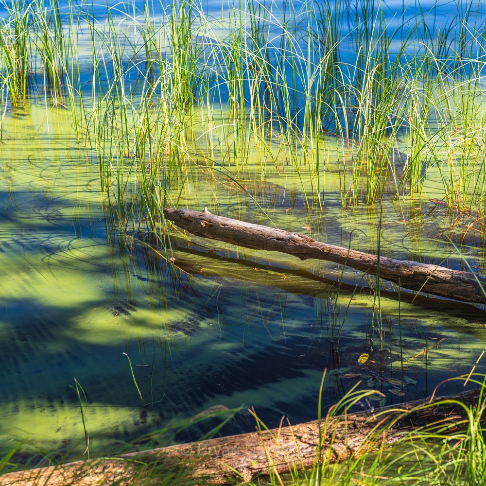 Loch Garten, Highland, Scotland