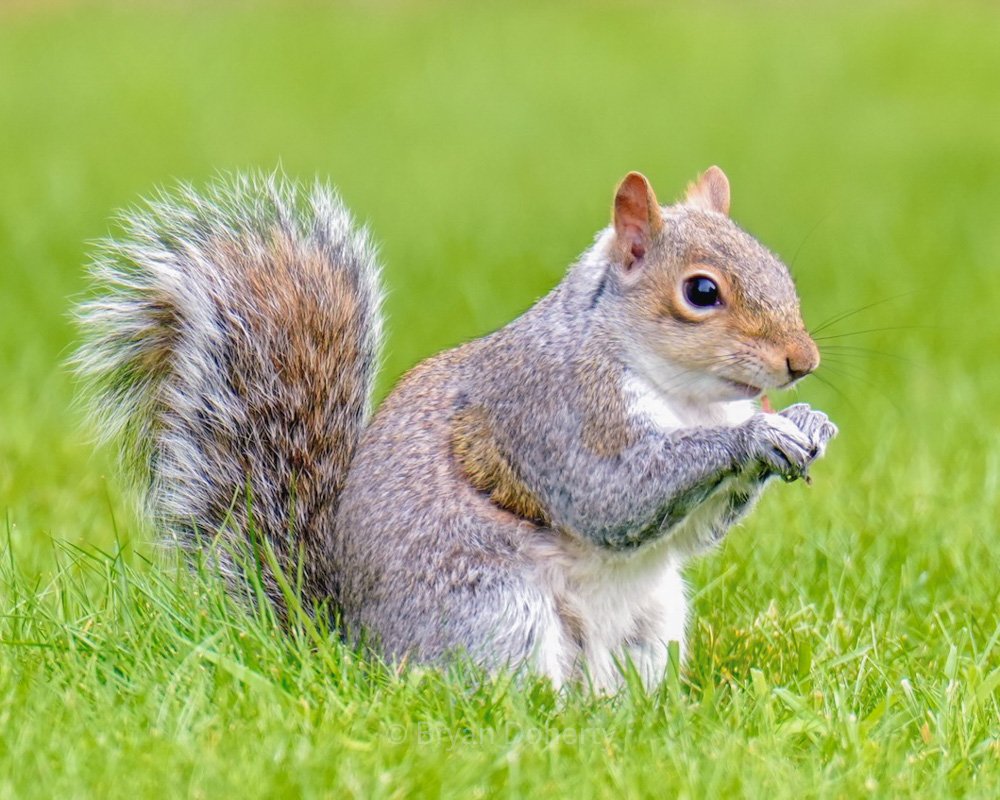 I know I'm a pest but I am cute eh!
