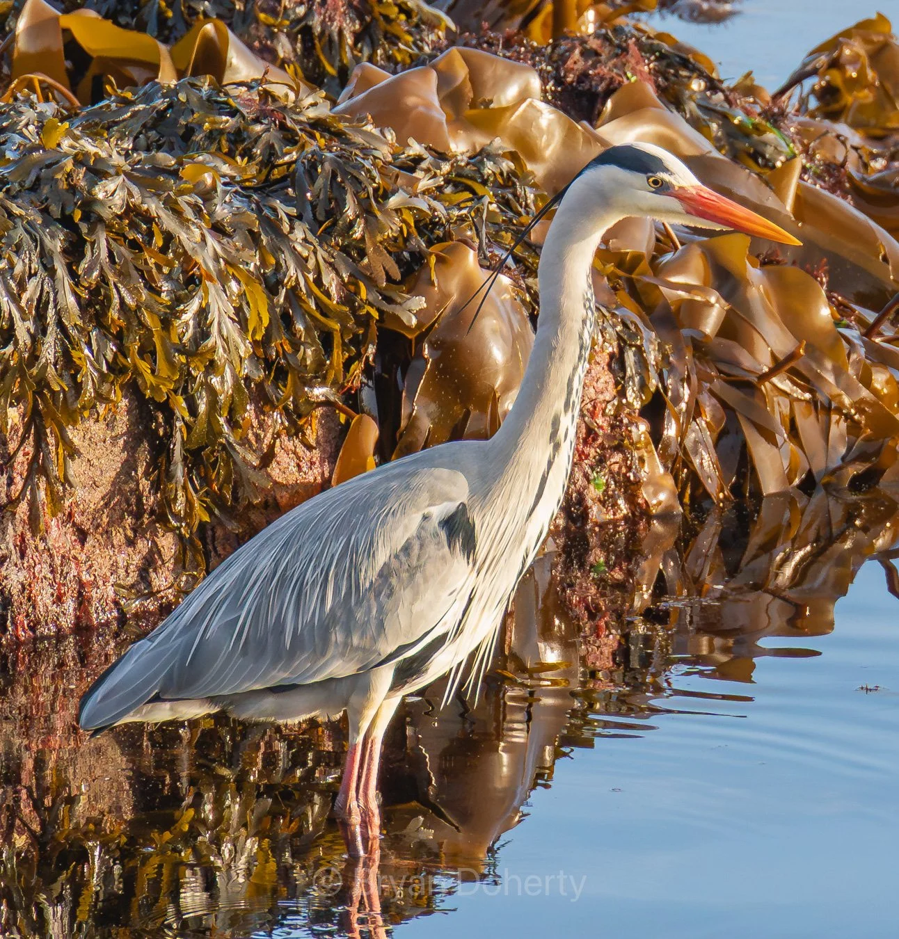 Heron looking for tea, Brodick, Arran, Scotland