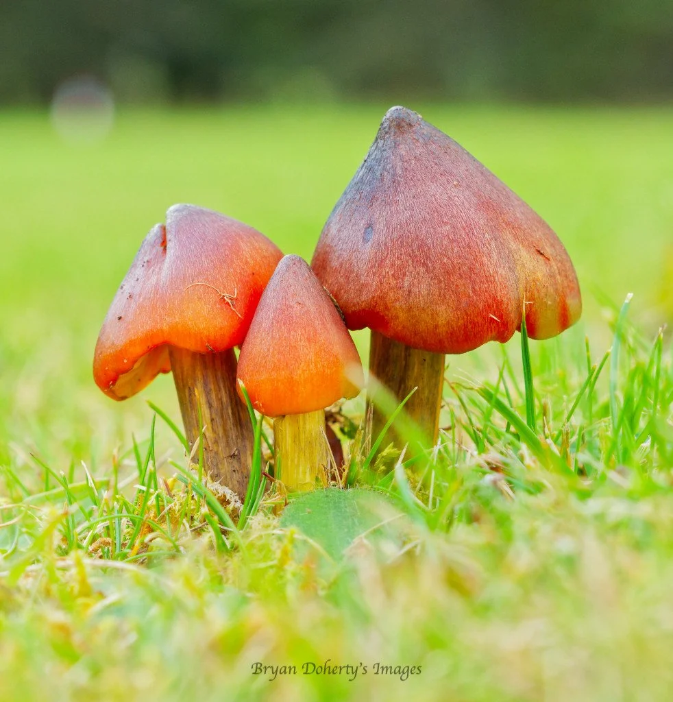 Witches Hat