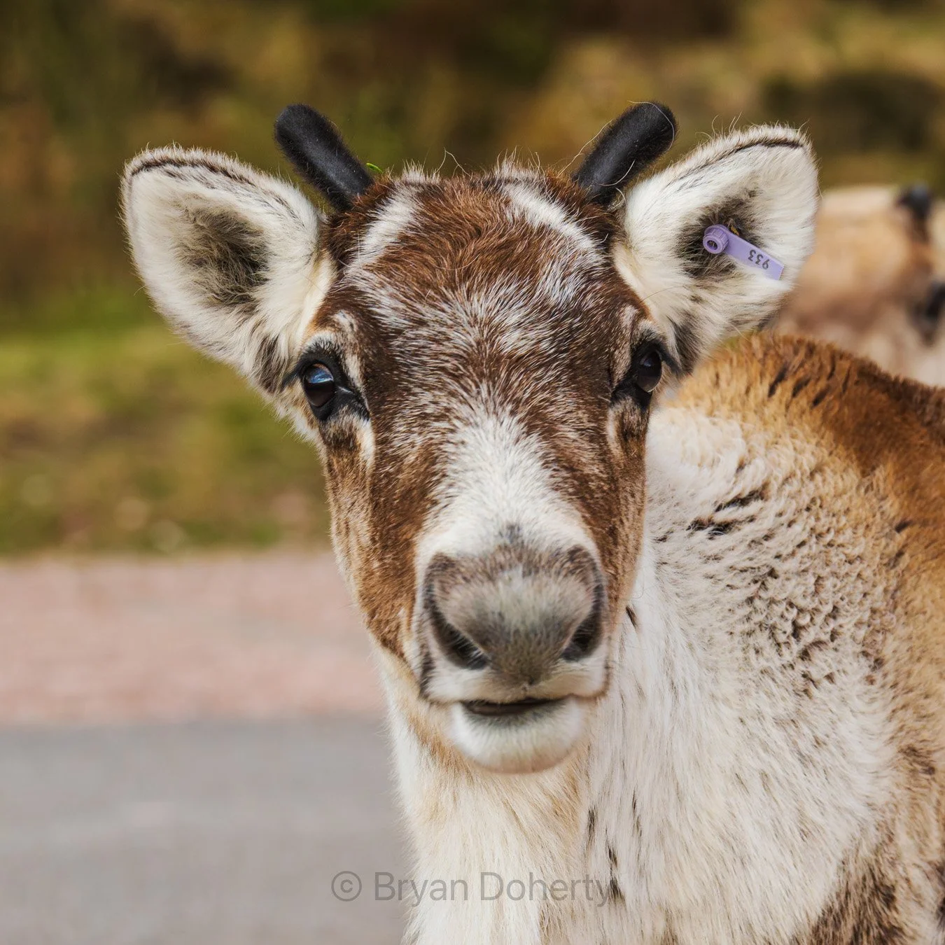 Reindeer posing, Cairngorm, Scotland