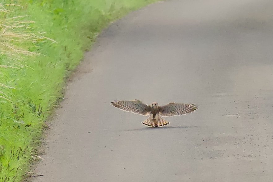 Young Kestrel