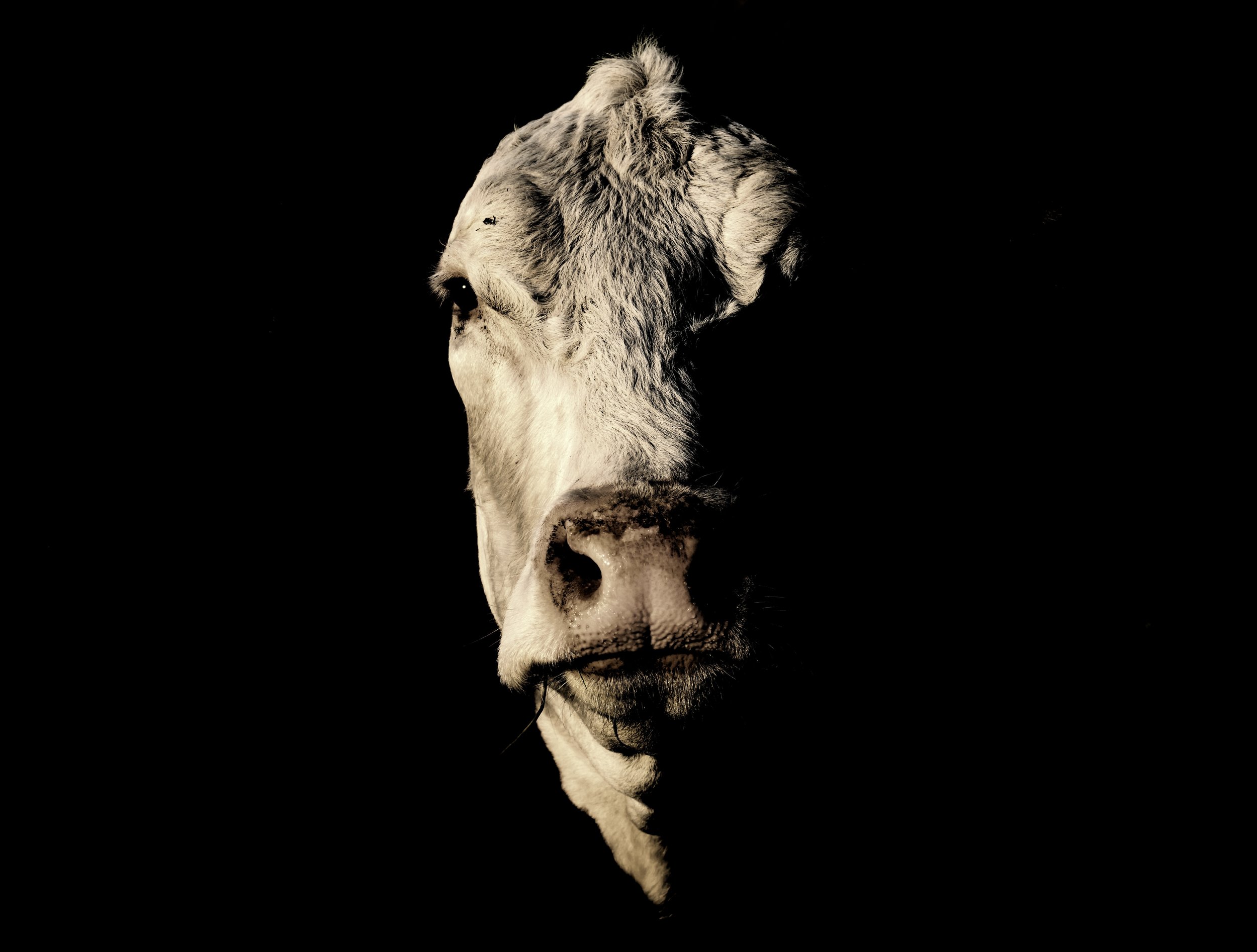 Here's looking at you