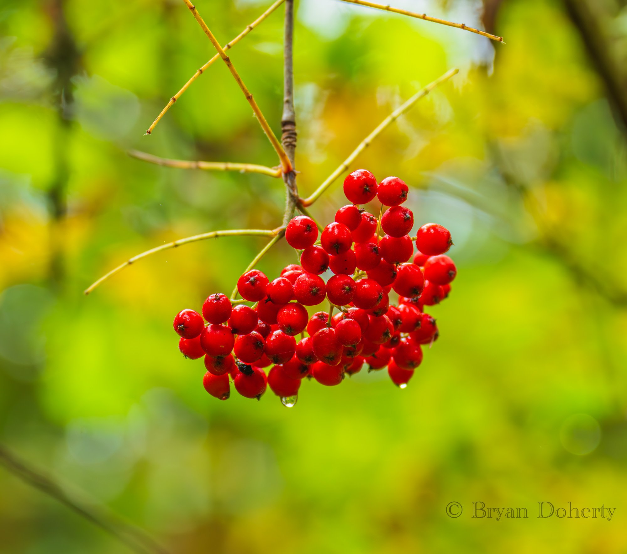 Rowan