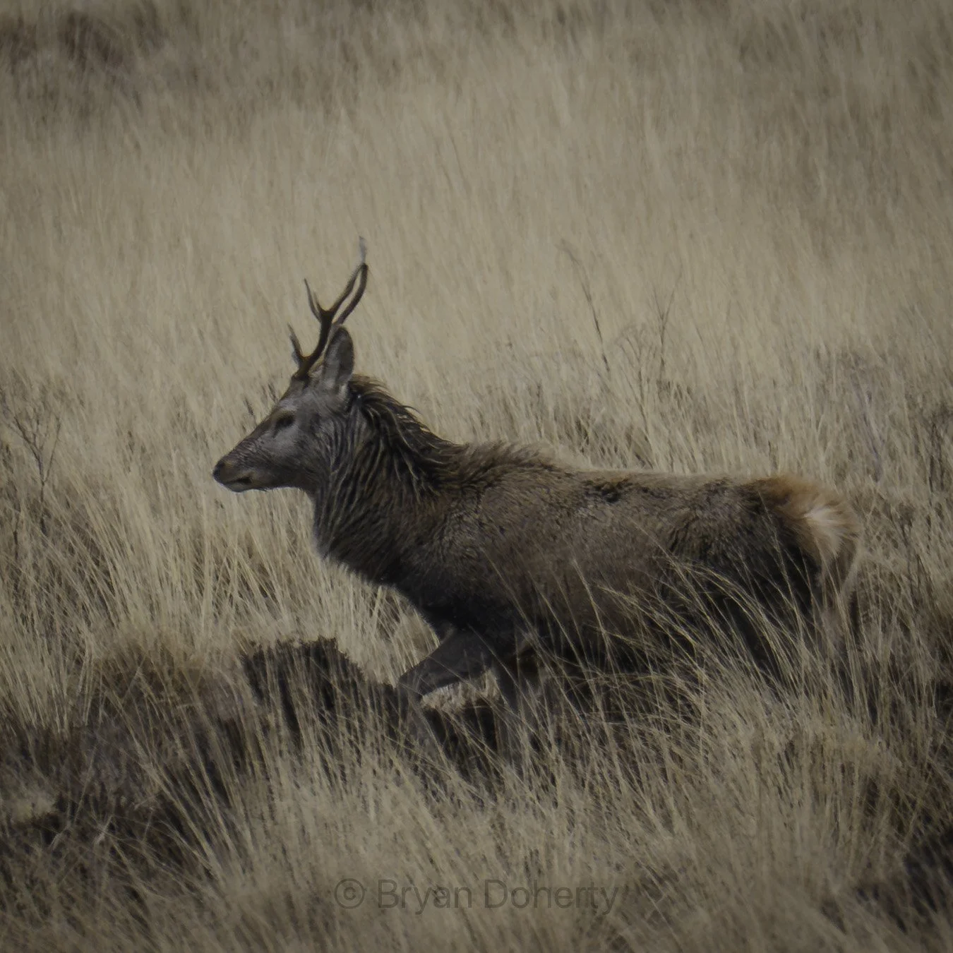 Red deer, The String Road, Arran