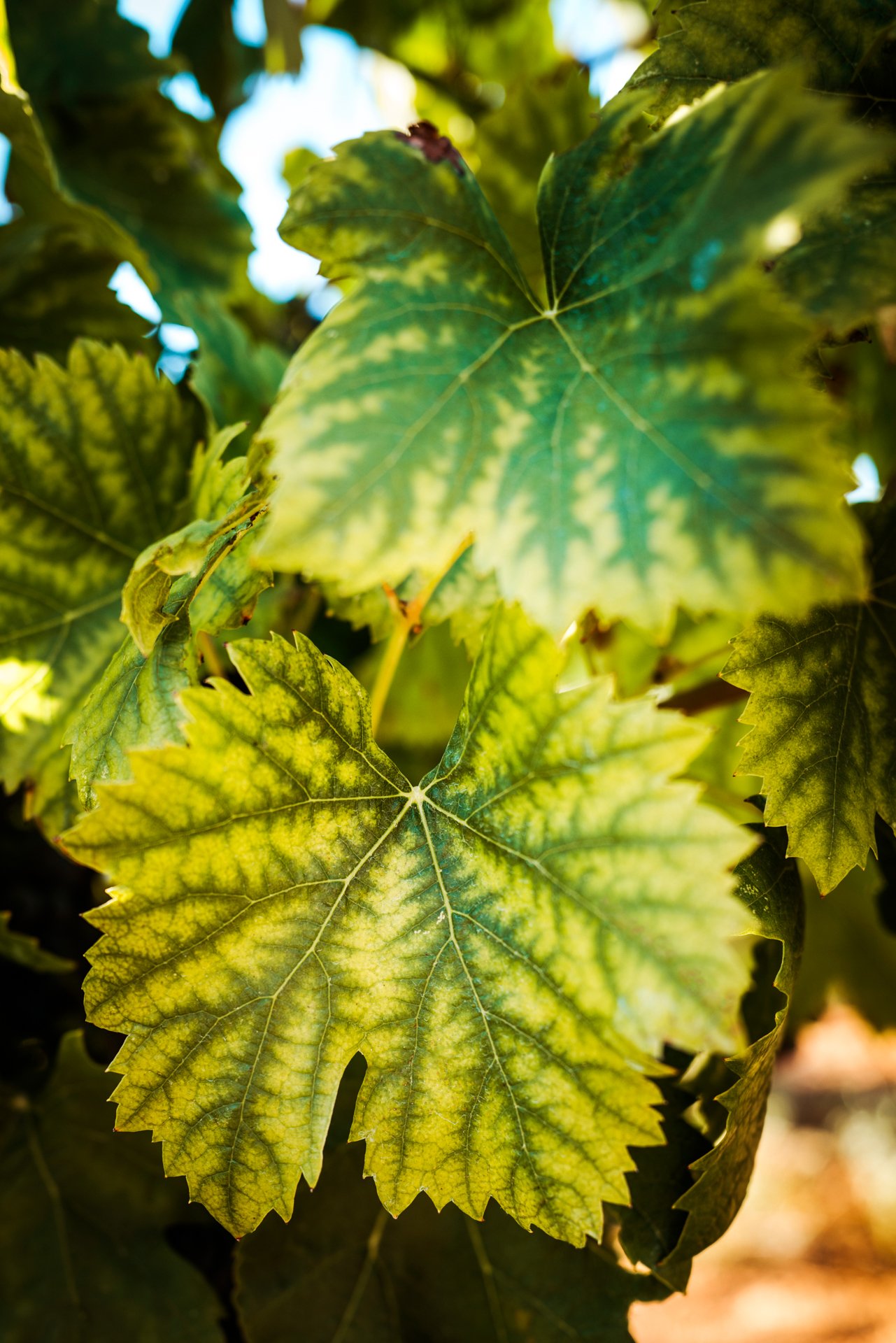 Perfectday-vignoble-08.jpg
