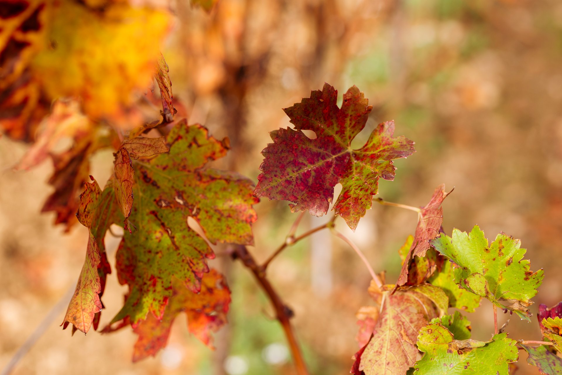 prefect-days-vin-81.jpg