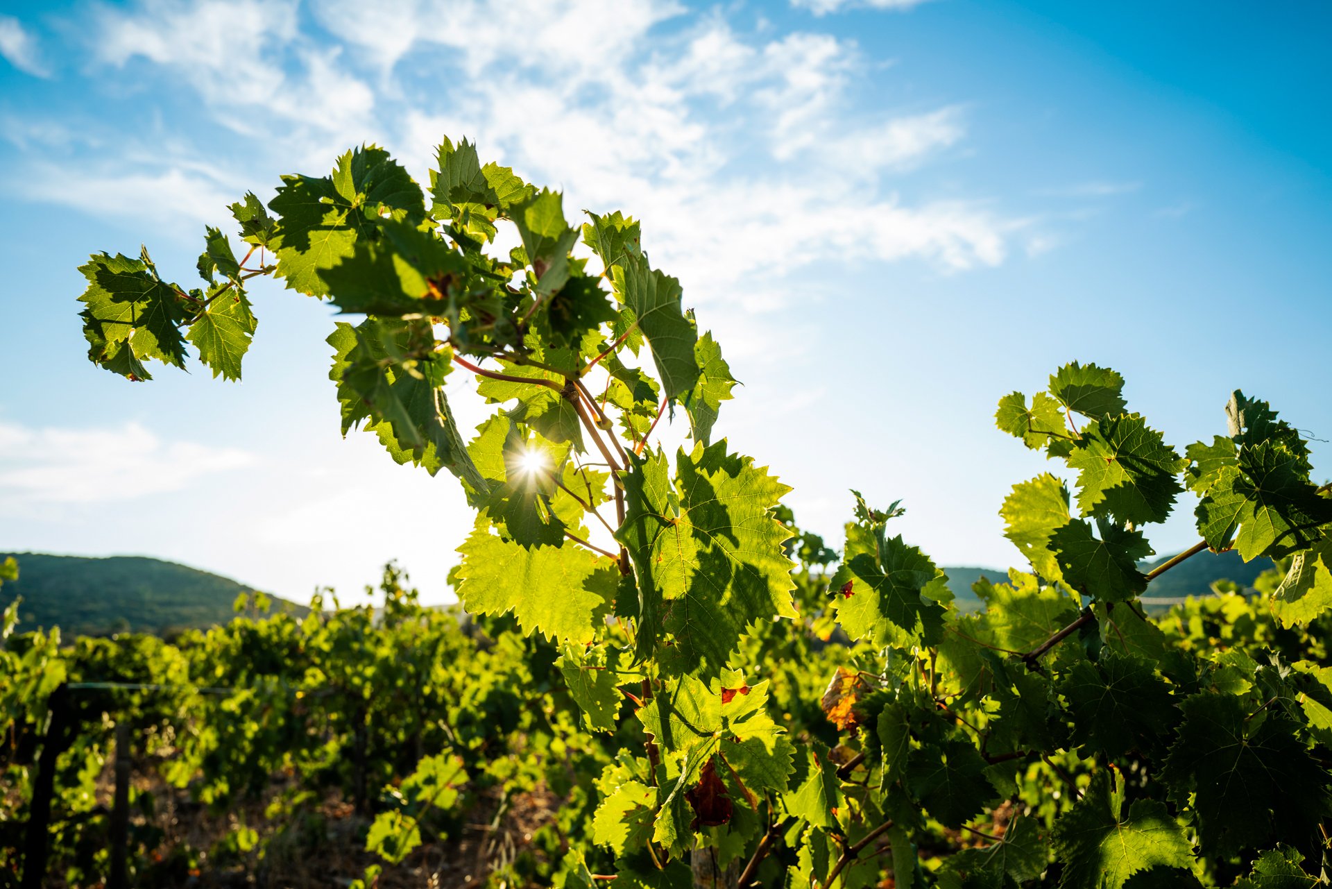prefect-days-vin-57.jpg