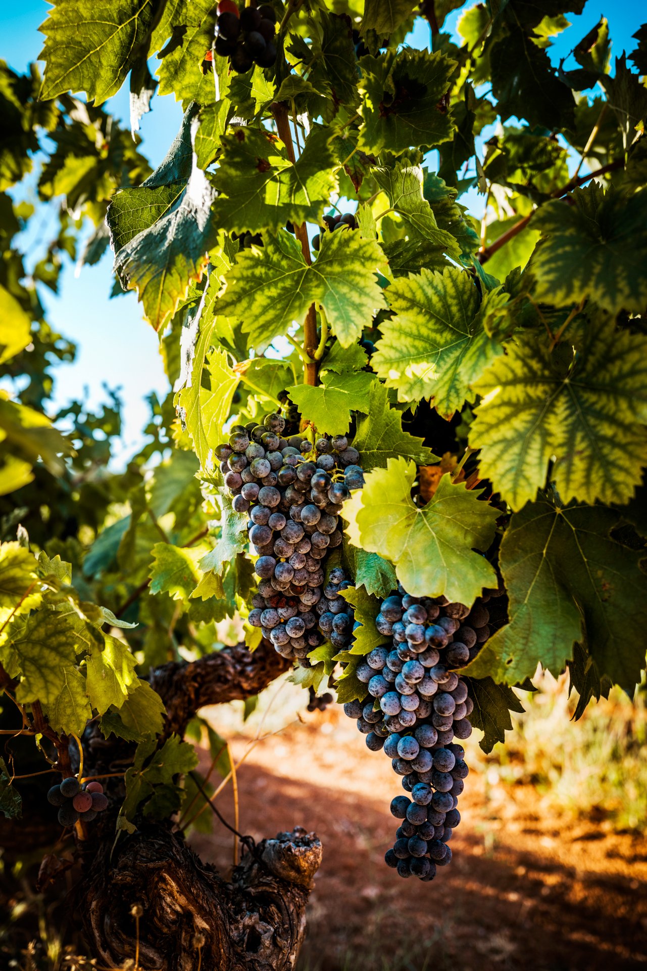 Perfectday-vignoble-02.jpg