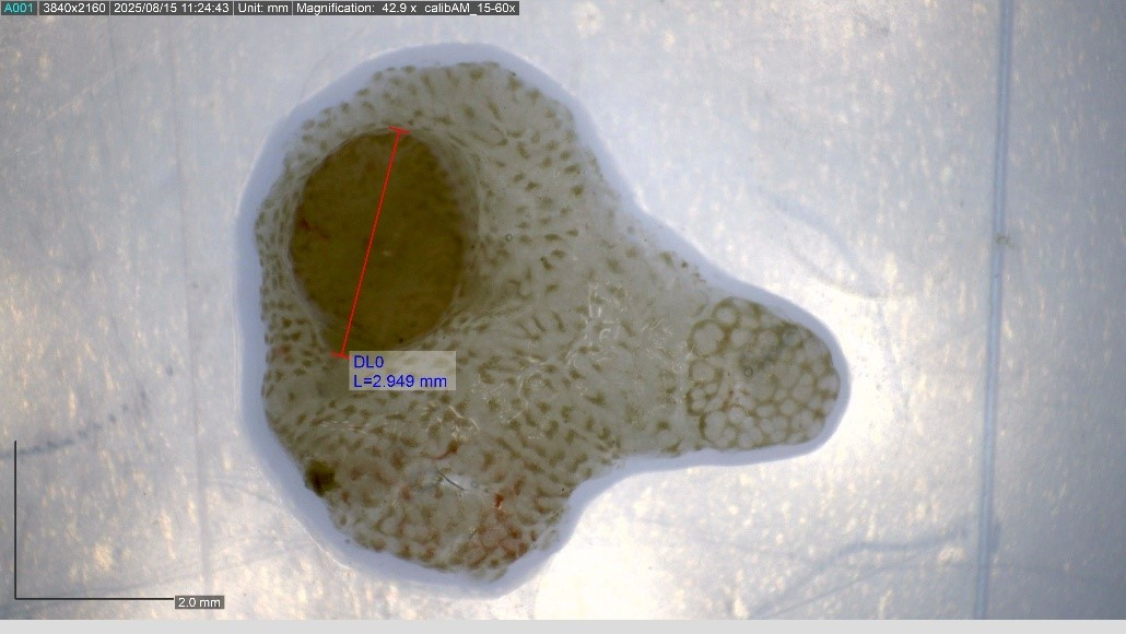 Microscopic view of a small, white, porous, irregularly shaped organism or structure with a large central cavity. The image includes measurement annotations showing the length of the structure as approximately 2.95 millimeters.