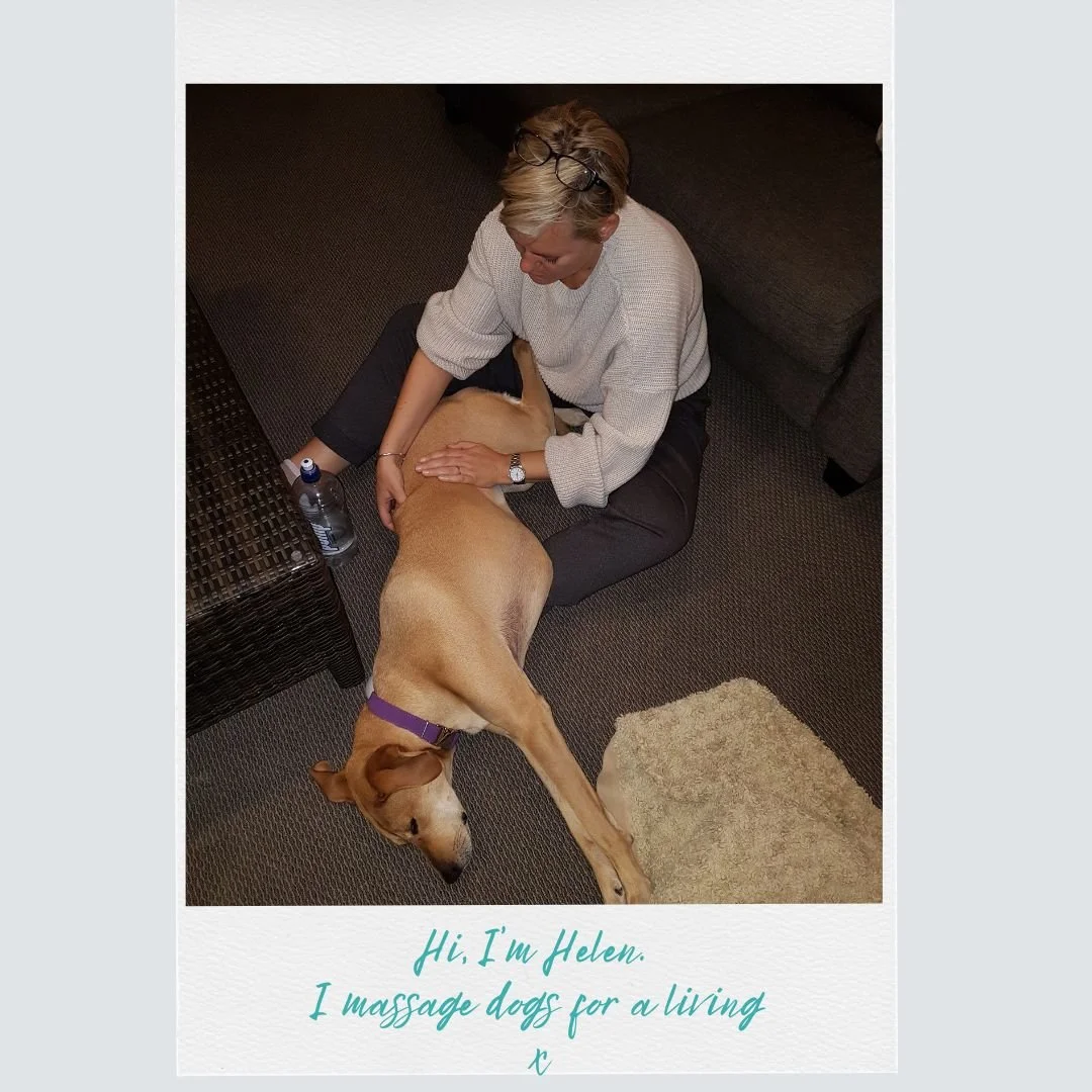 Helen the canine masseuse