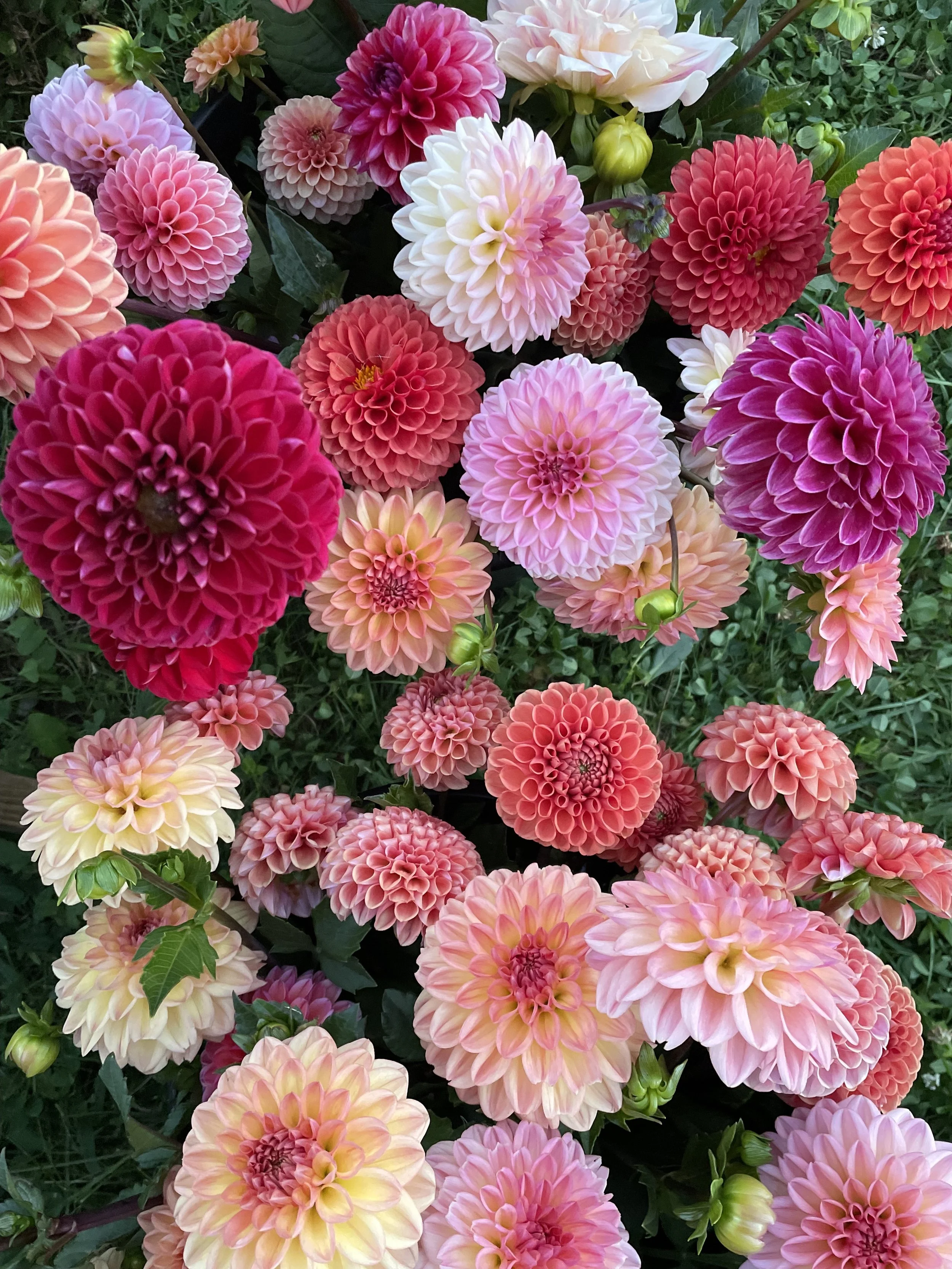 Mystery Dahlia Bundle