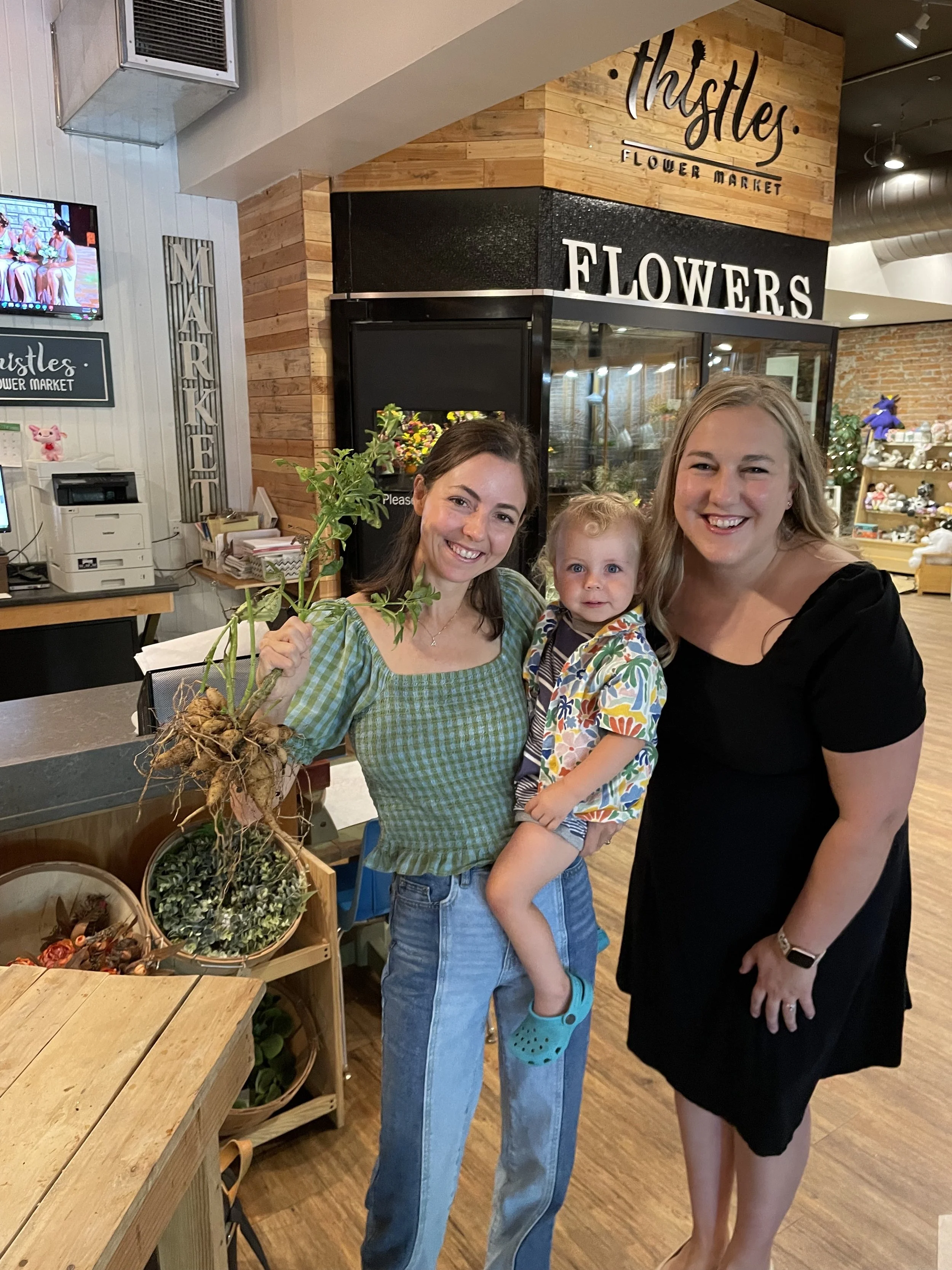 Thistles dahlia class .jpg