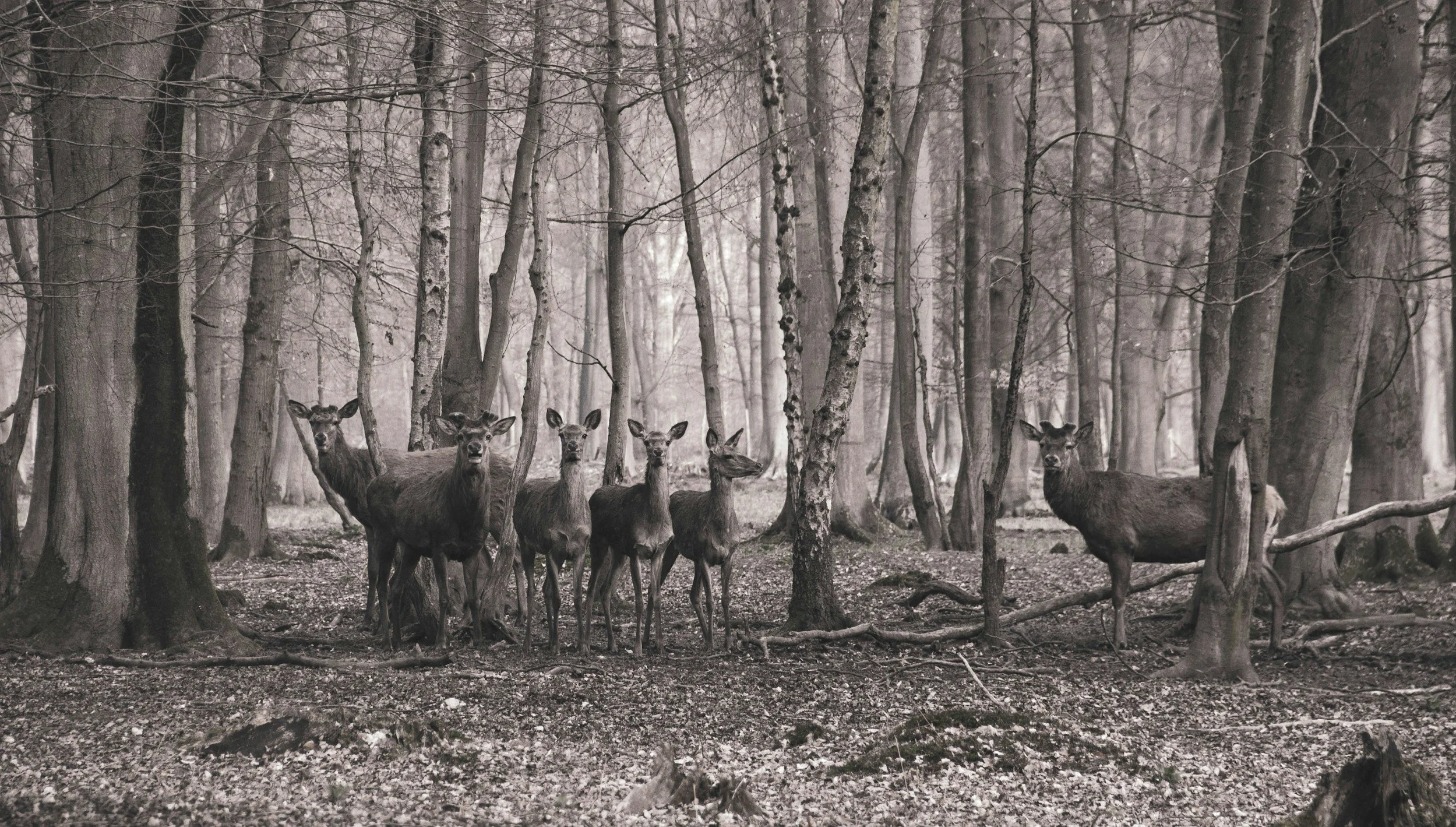 A group of six deer in a forest with leafless trees and fallen leaves on the ground.