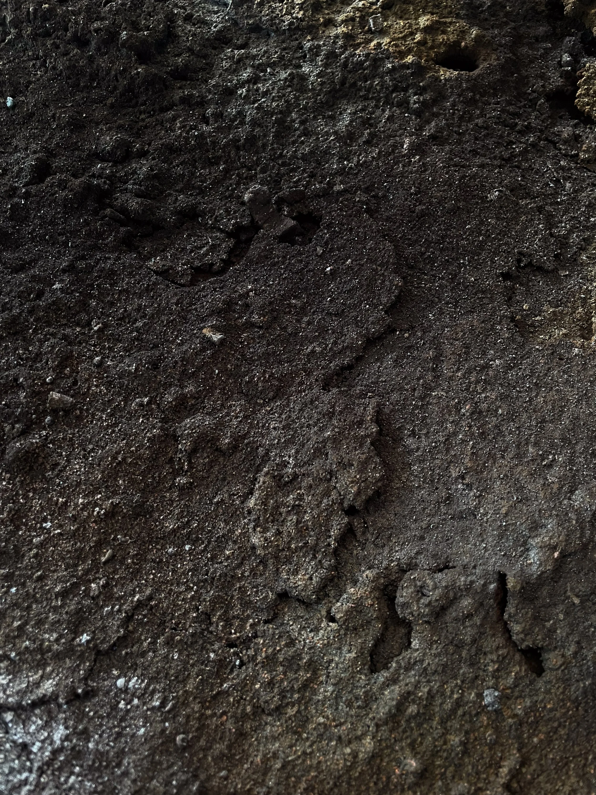 Close-up of dark brown, crumbly soil with small pebbles and a few animal footprints.
