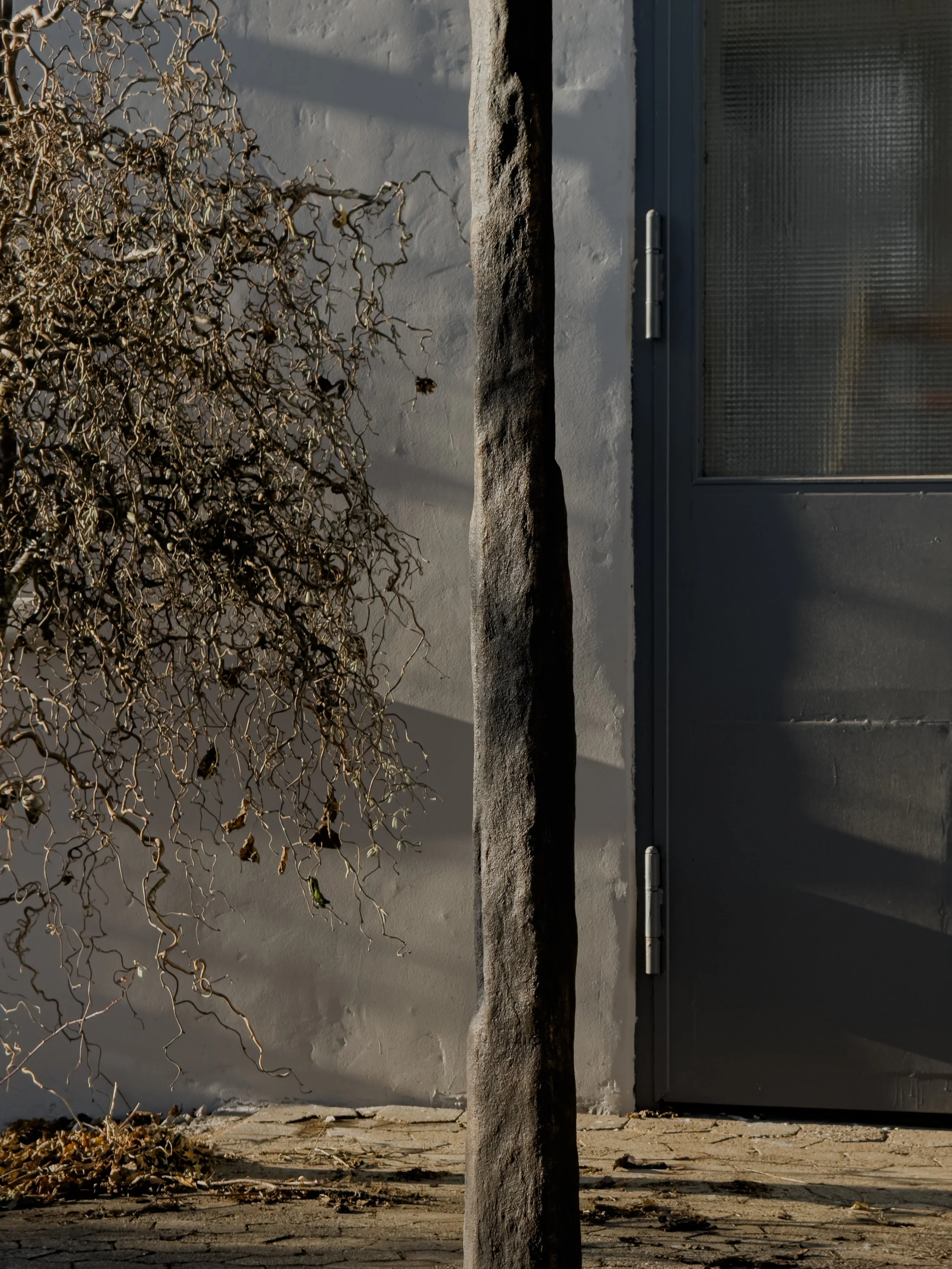A bare tree outside a modern black door with a textured glass window, grey wall, and concrete pavement.