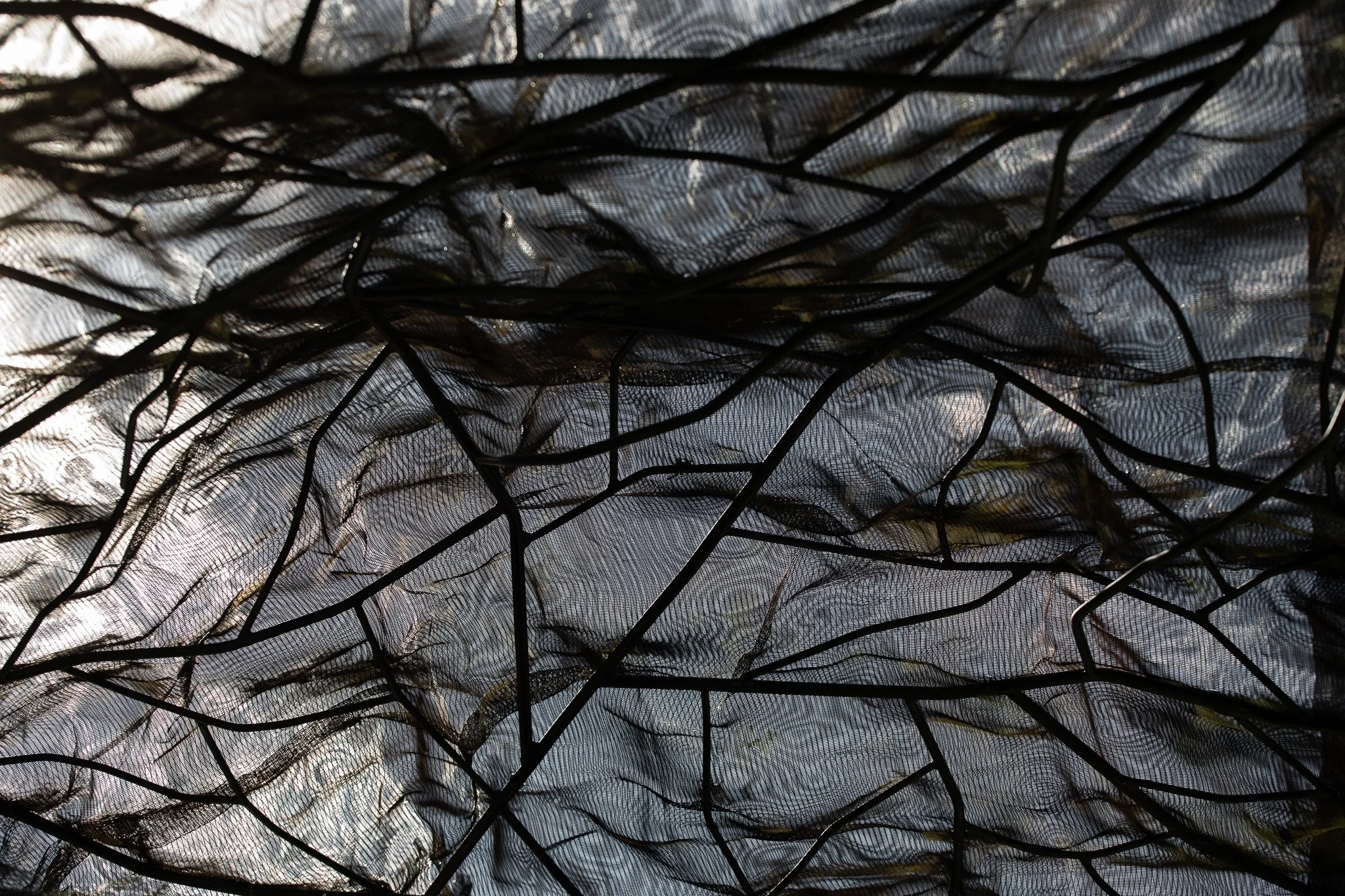 Close-up of a black mesh netting with tangled grass blades caught in it, under natural light.