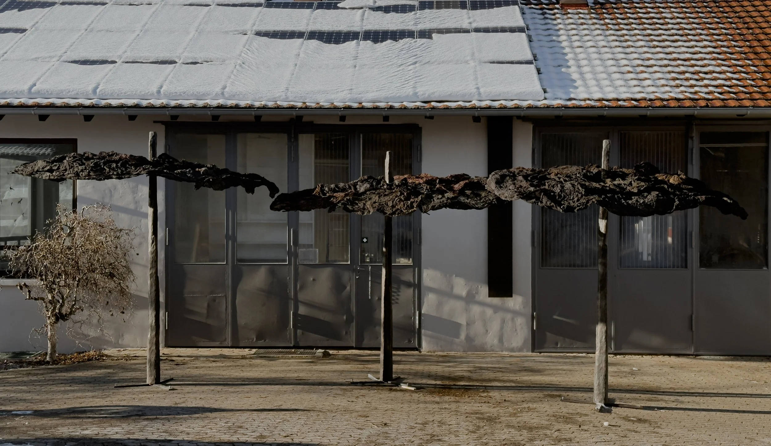 Charred remains of three umbrellas with burnt fabric and poles in front of a building with glass doors and windows, and a leafless tree to the left.
