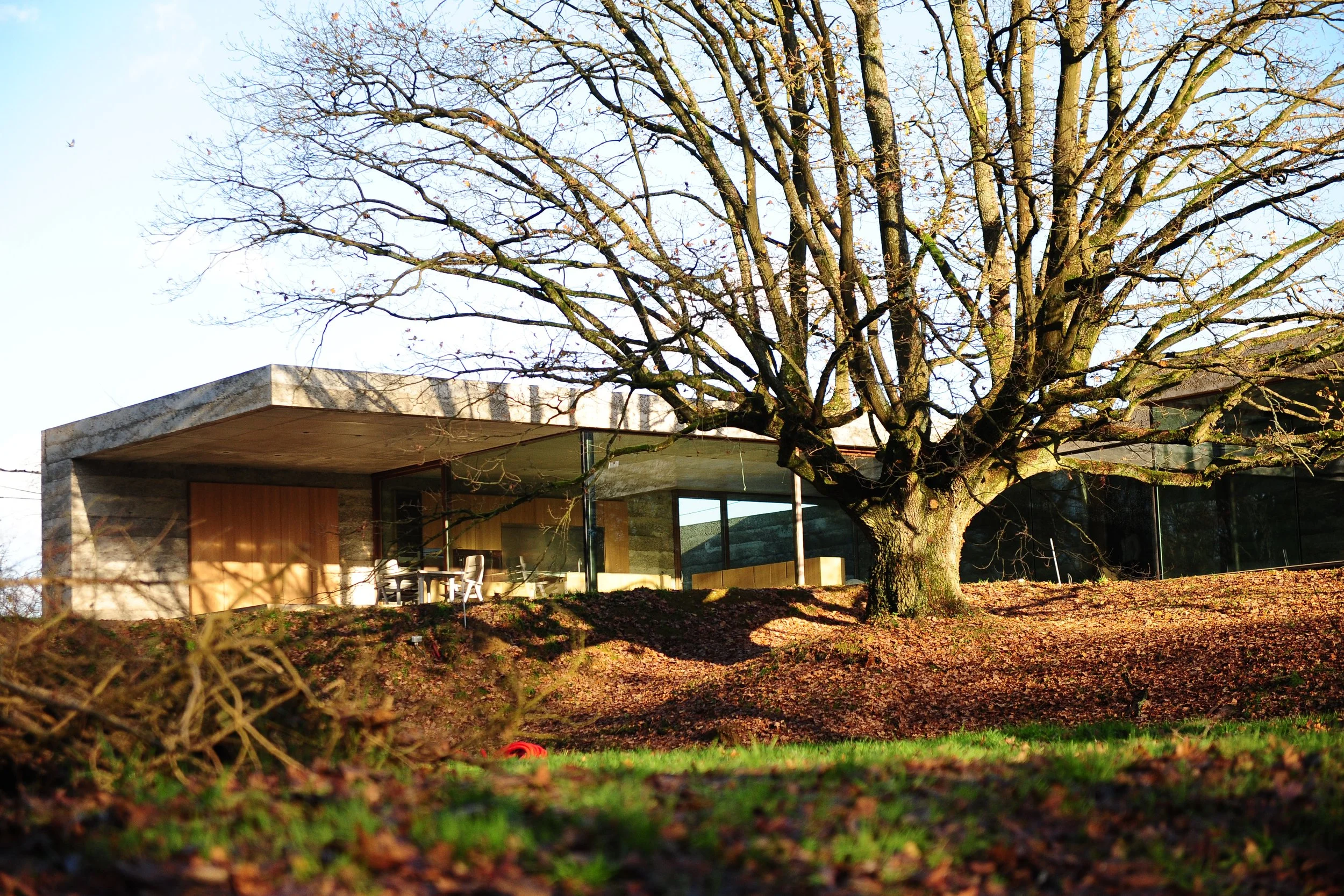béton, veranda, jardin, arbre 