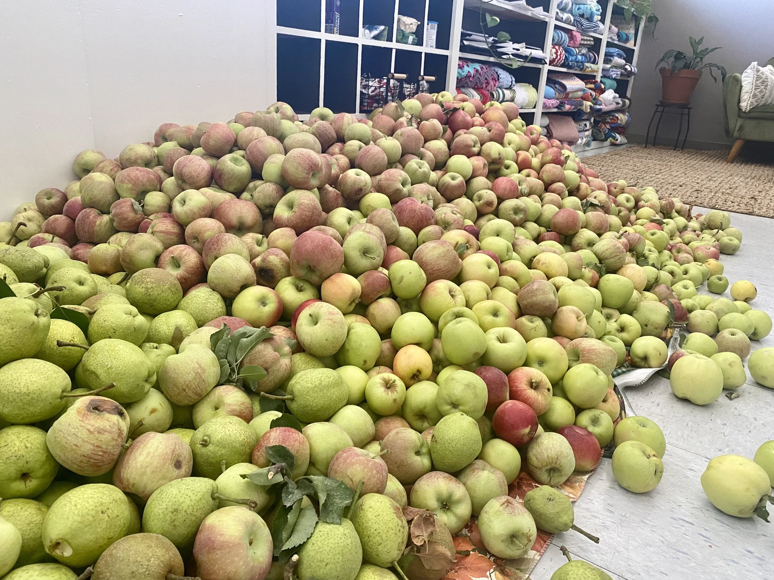 Apple Donations and Bread Distribution - September A huge haul of apples donated to WINGS by Food Is Free ABQ resulted in apples for all of our clients, plus plenty of leftovers that were baked into apple bread loaves and distributed to our communit
