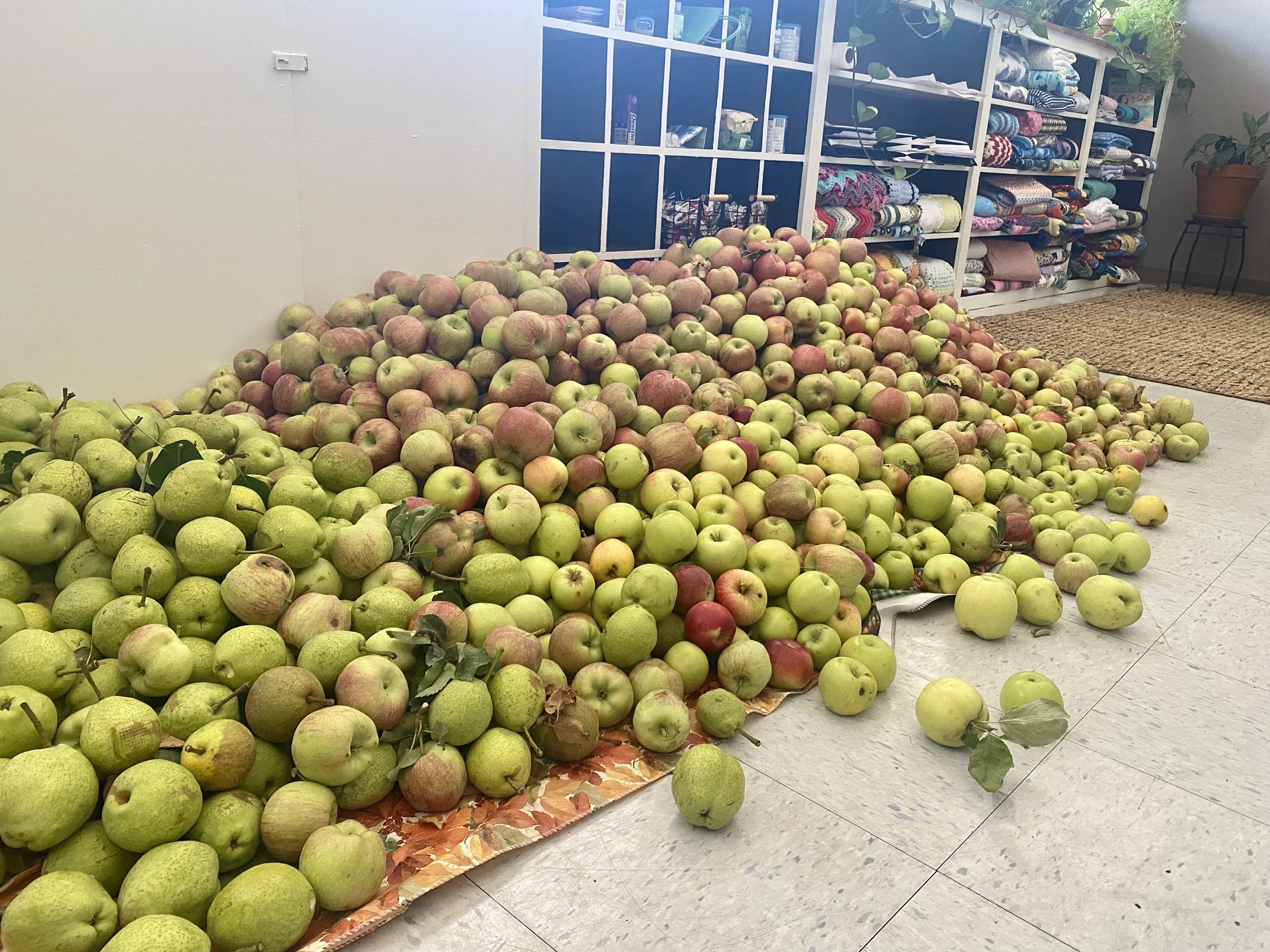 Apple Donations and Bread Distribution - September A huge haul of apples donated to WINGS by Food Is Free ABQ resulted in apples for all of our clients, plus plenty of leftovers that were baked into apple bread loaves and distributed to our communit