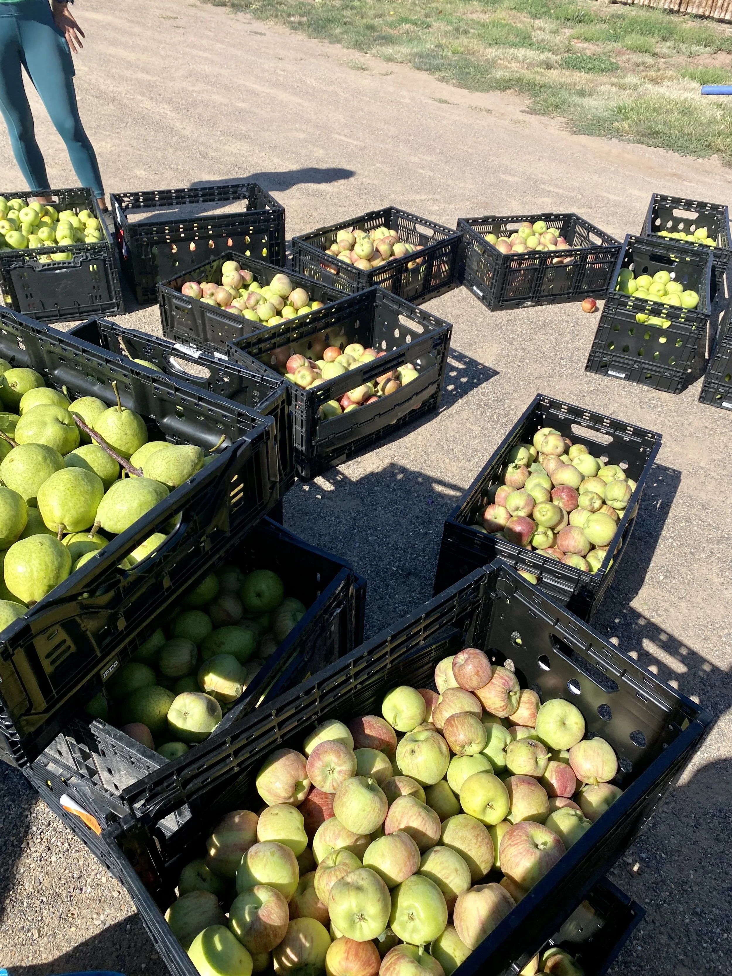 Apple Donations and Bread Distribution - September A huge haul of apples donated to WINGS by Food Is Free ABQ resulted in apples for all of our clients, plus plenty of leftovers that were baked into apple bread loaves and distributed to our communit