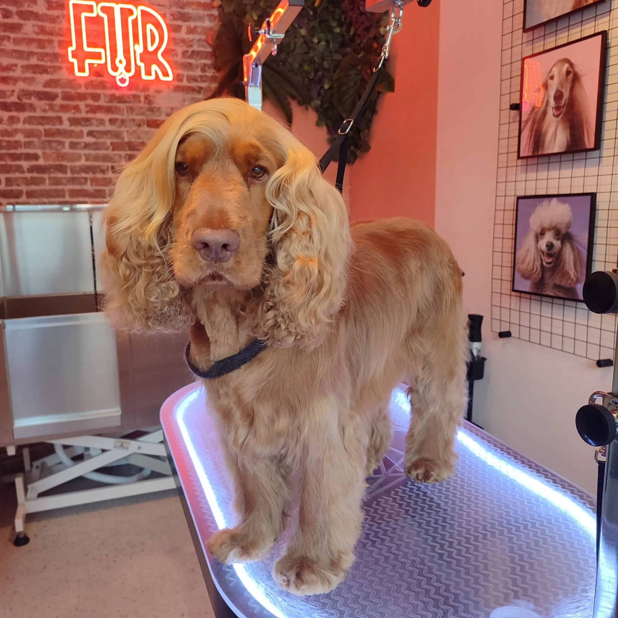 WhatsApp Image 2025-02-07 at 16.14.30.jpeg