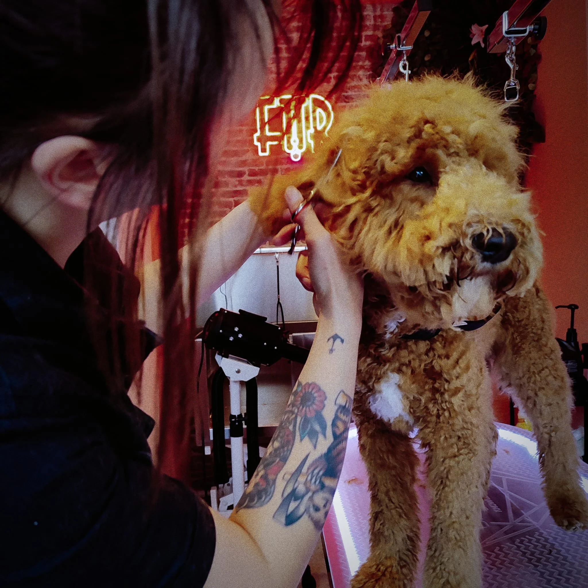 Dog getting groomed by tattooed person with scissors in a salon setting