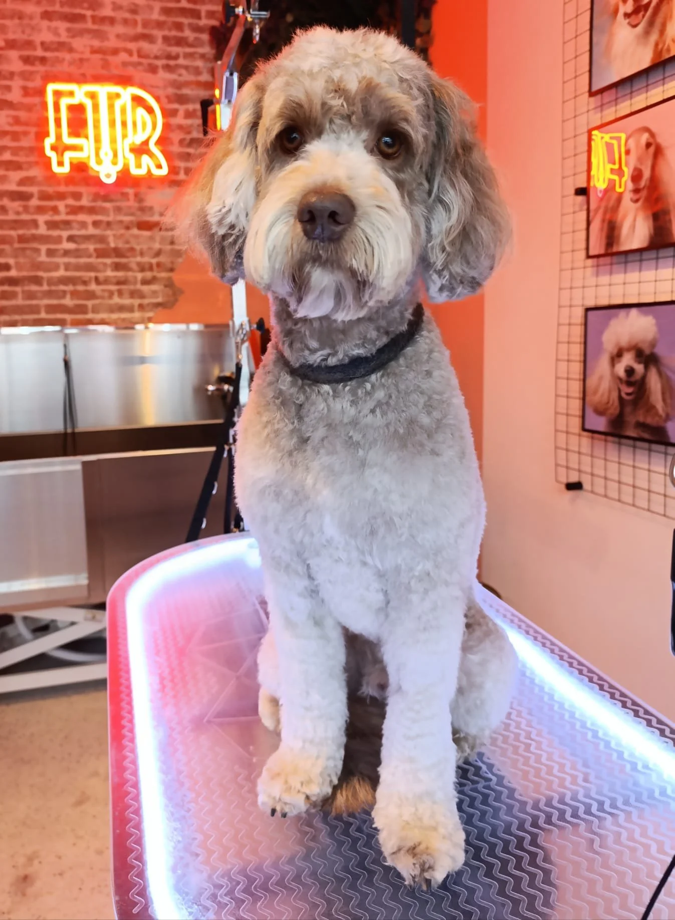 WhatsApp Image 2025-02-07 at 16.17.10.jpeg