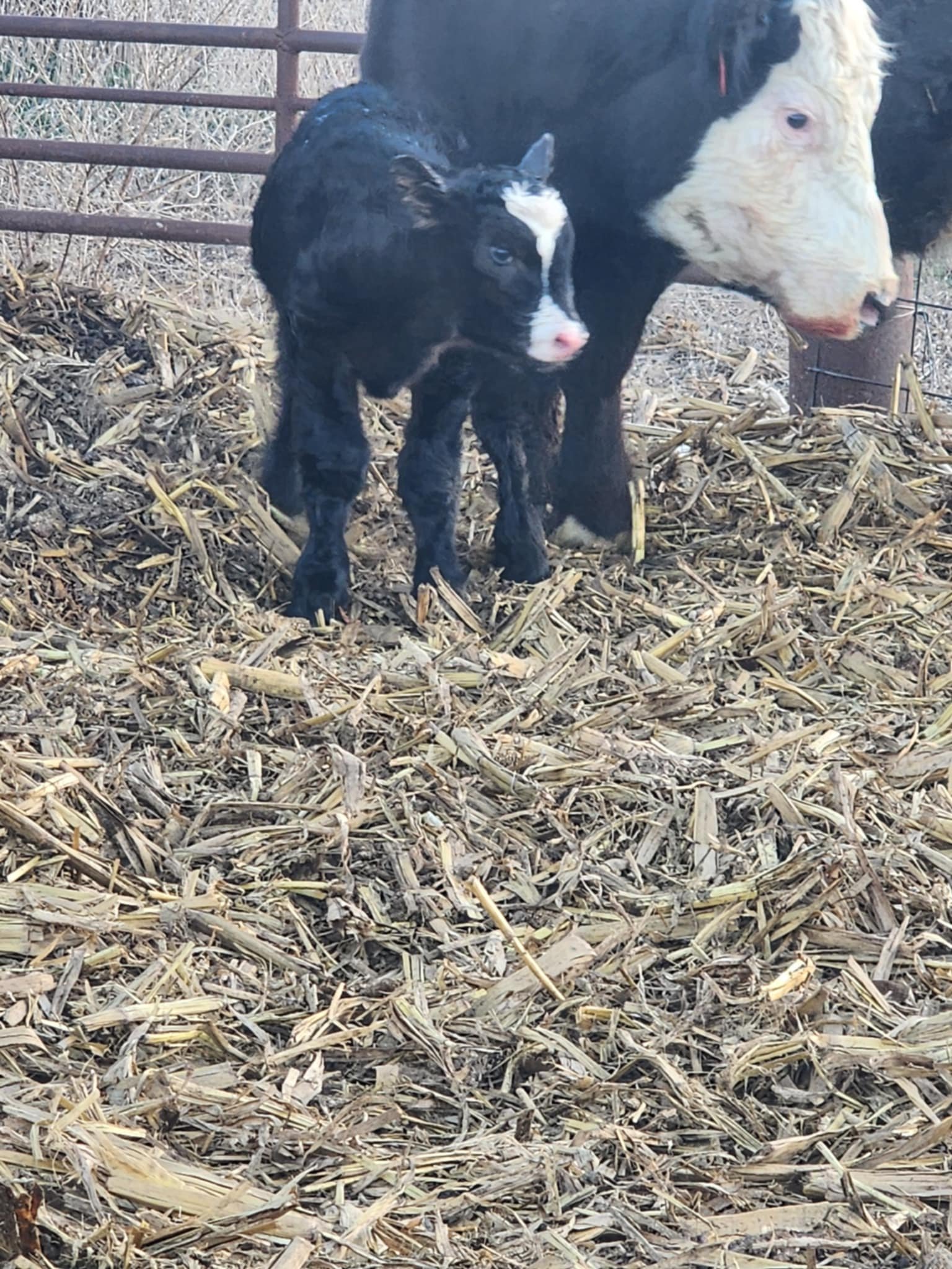 A calf standing on straw in a pen with a cow nearby.