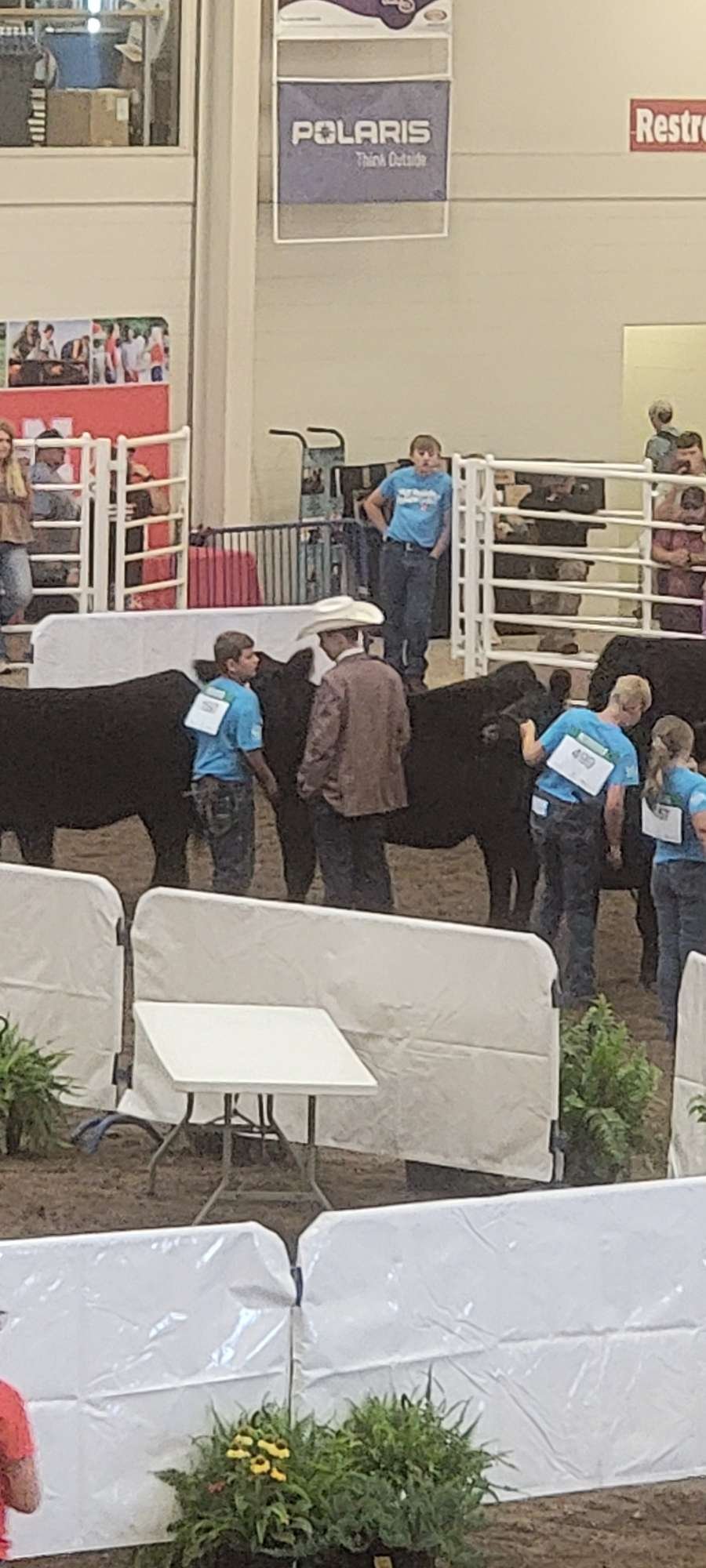 Children participating in a cattle show, leading and guiding black calves in an indoor arena with fencing, and an adult supervises.