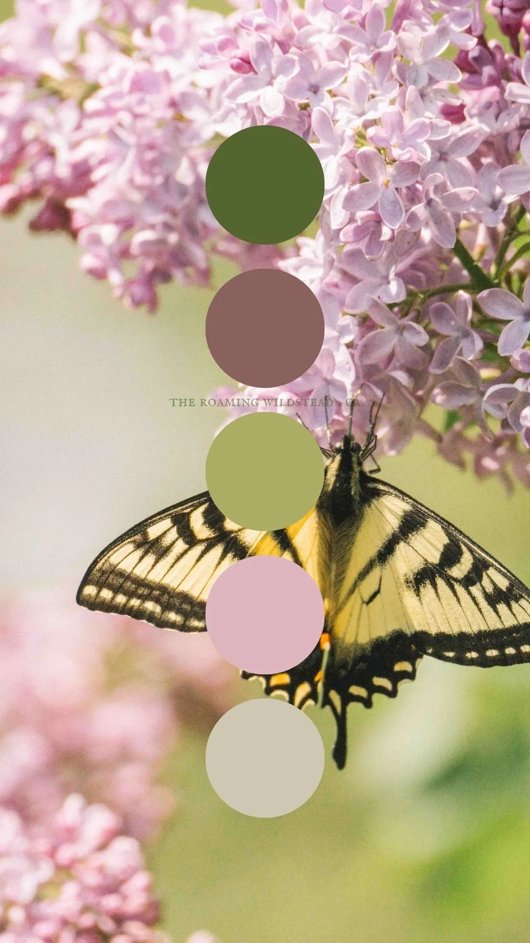 Butterfly in the Lilacs