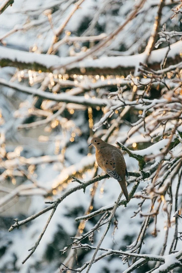 mourning dove in winter, winter birding