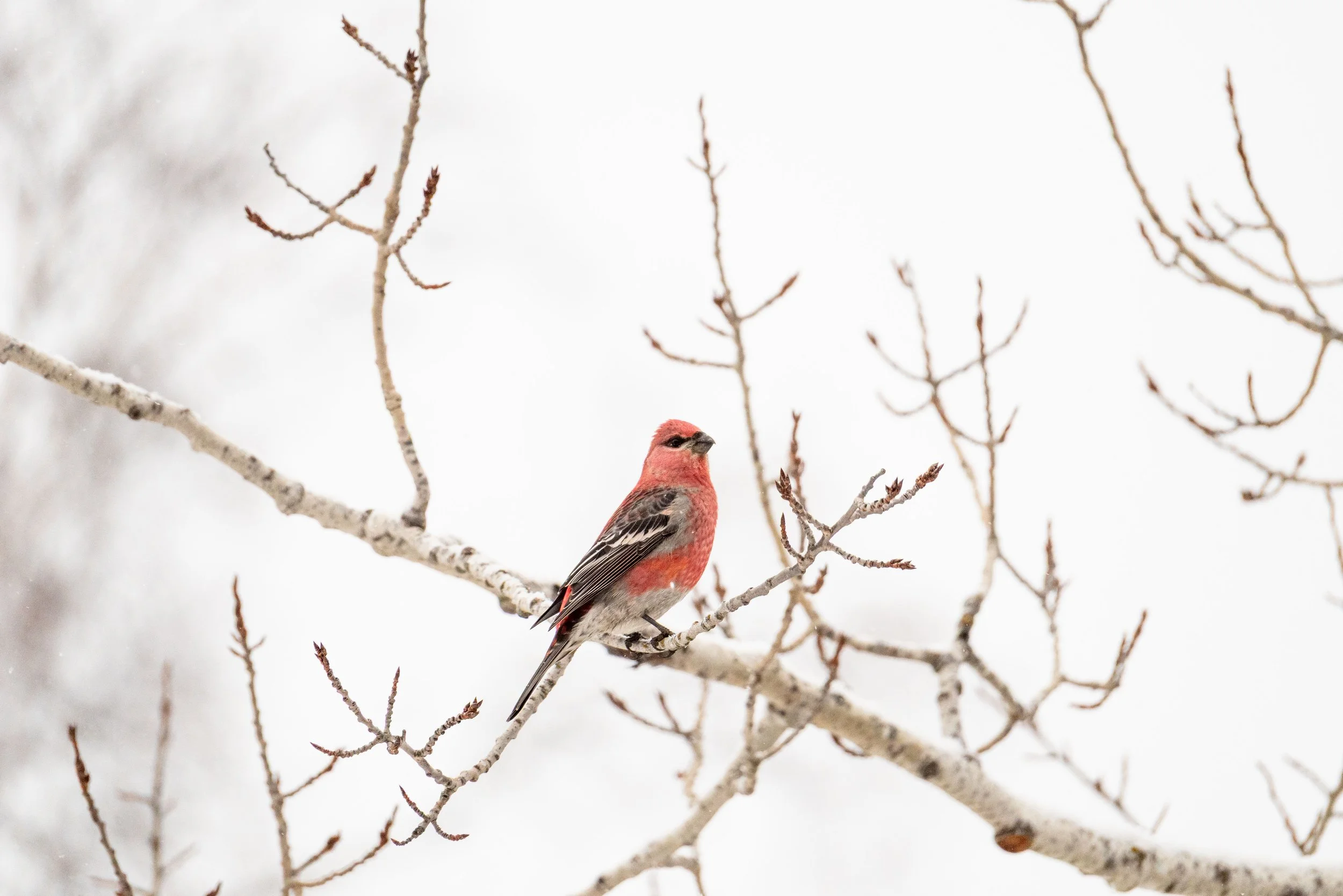 Pine Grosbeak in winter