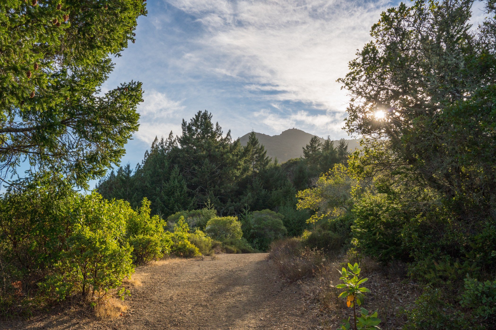 Honorary Member Dues