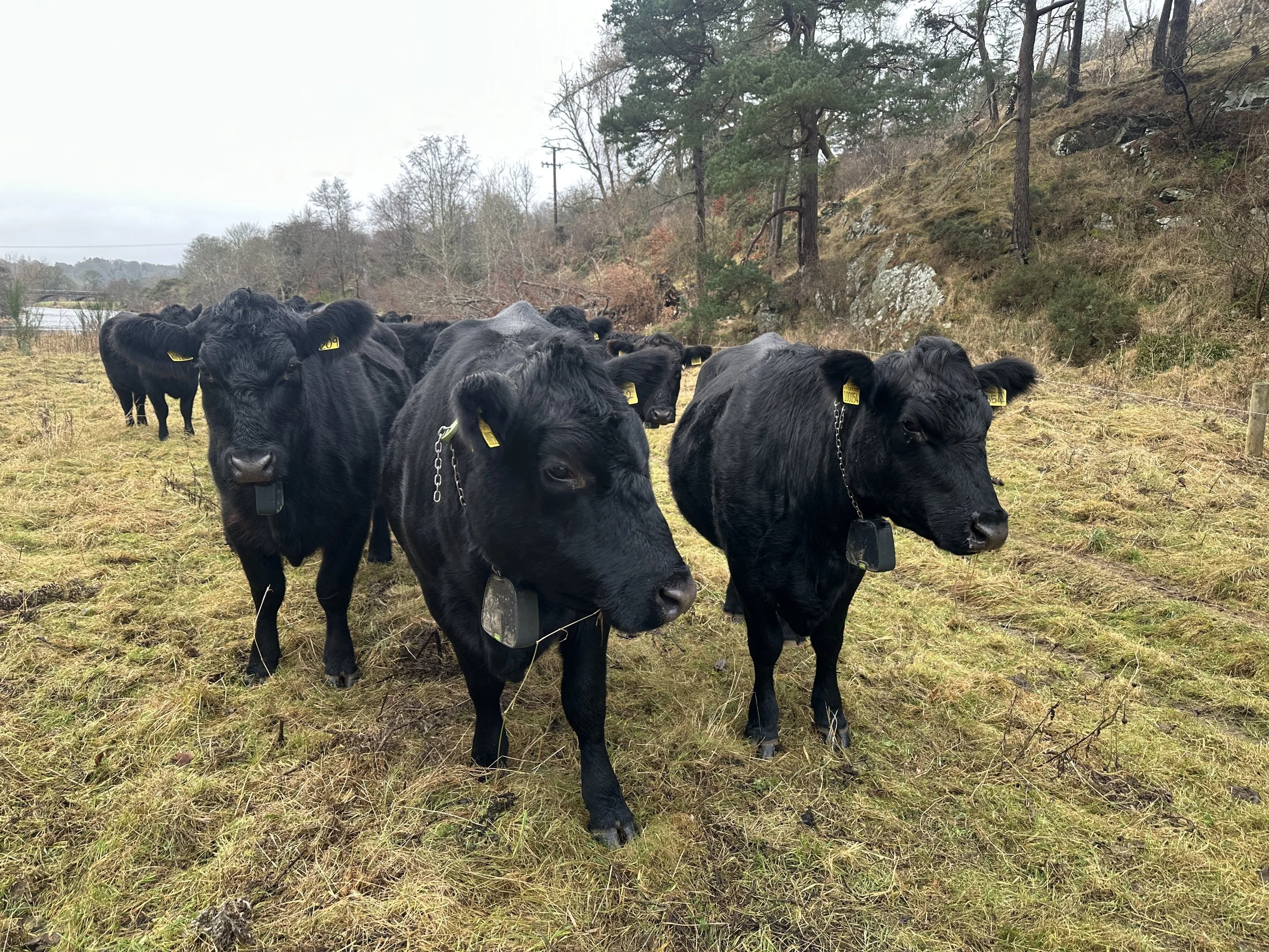 Aberdeen Angus cattle wearing NoFence collars