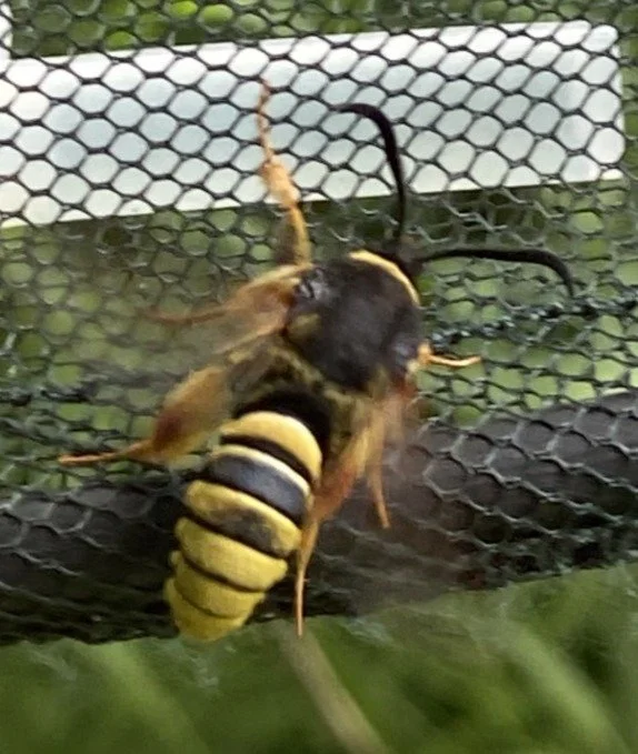 lunar hornet moth_edited.jpg