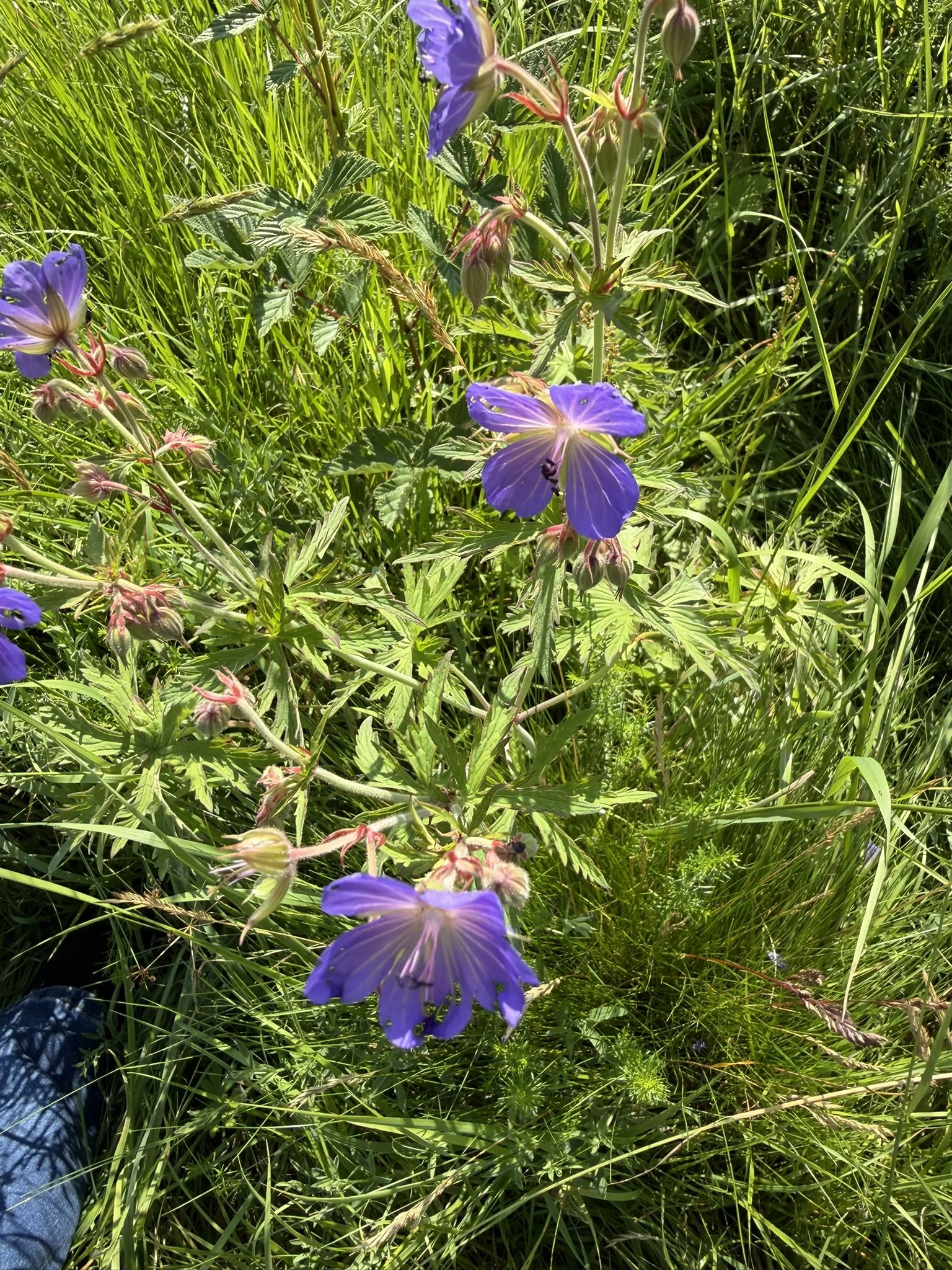 IMG_2476.JPEG