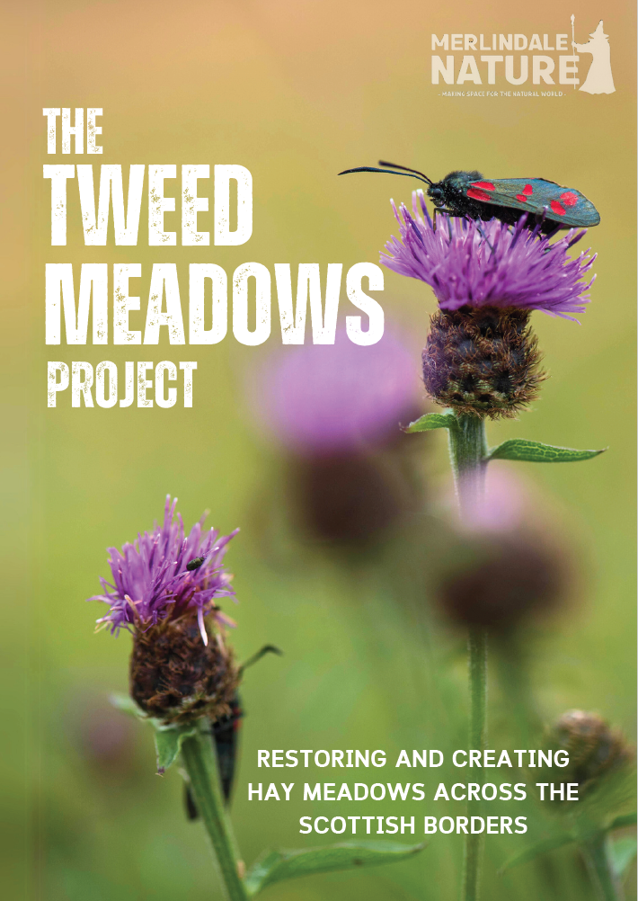 Image of Six-spot Burnet on common knapweed