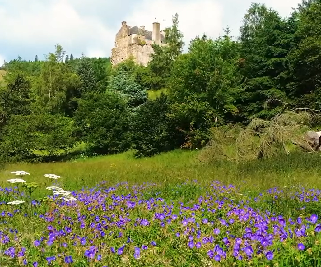 Meadow below Neidpath Castle