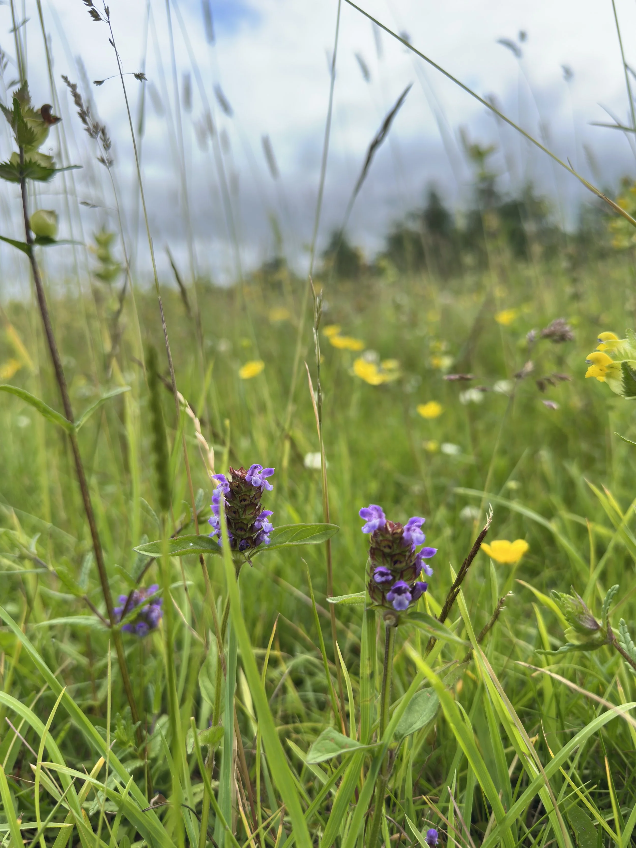 Inchkeith meadow after 1 year of winter grazing