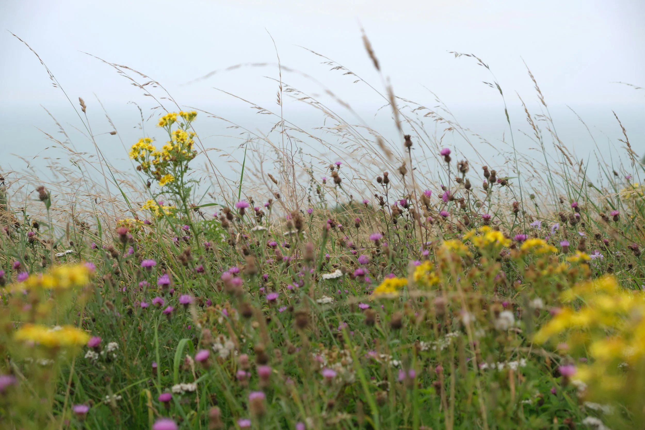 British wildflower meadow inspiring Verdant Threads nature designs