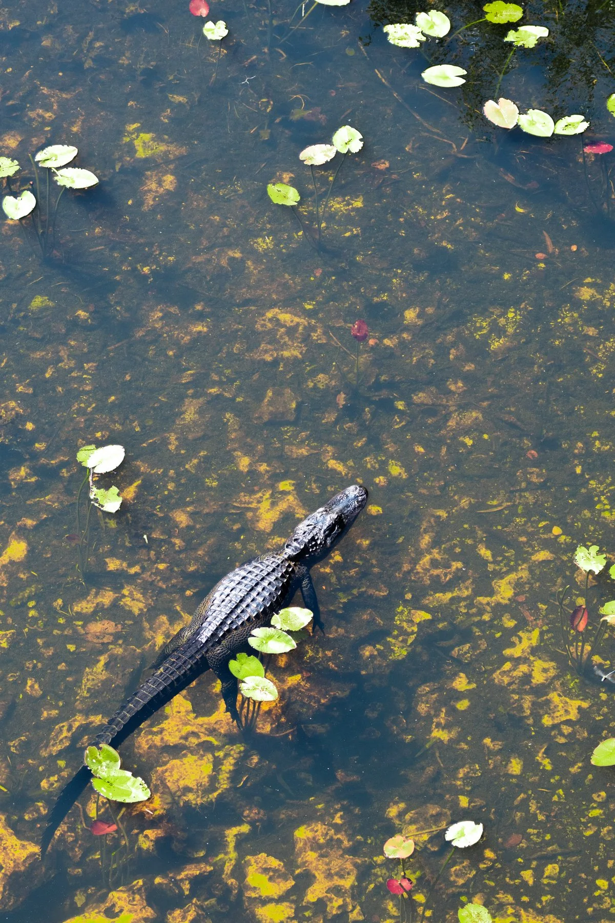 A crocodile in the water seen from above at Everglades National Park, Florida