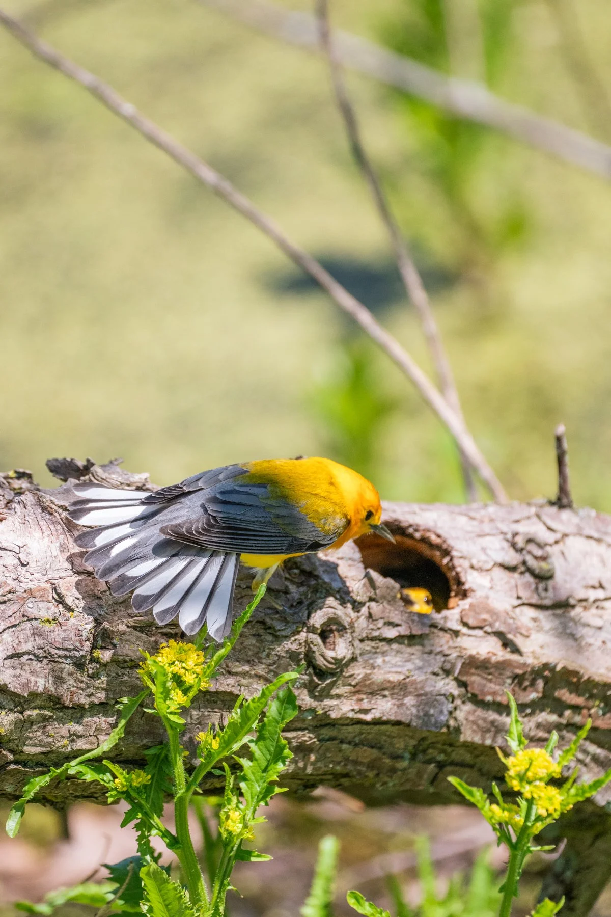 Two prothonotary warblers on a hollowed log at Magee Marsh, Ohio