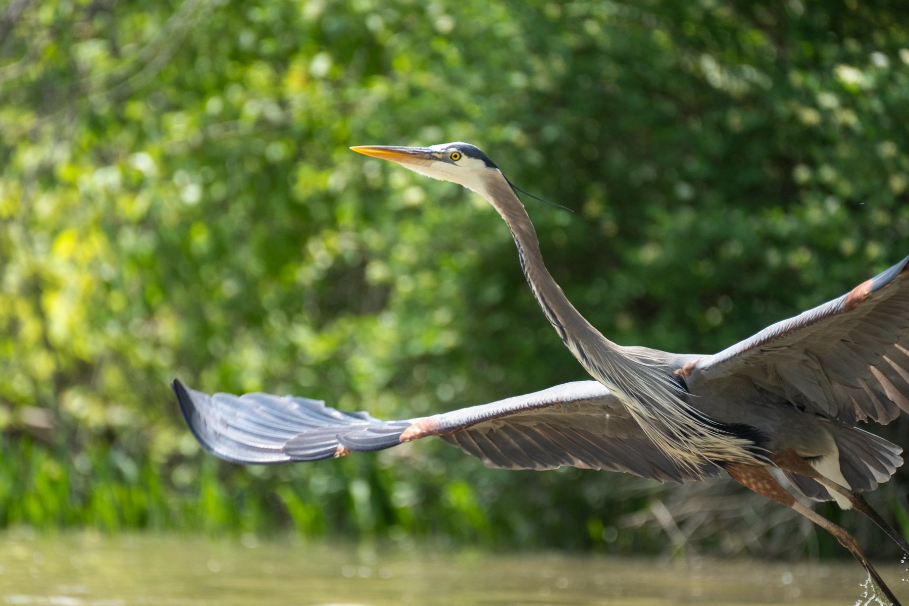A great blue heron taking flight over a pond in Ohio