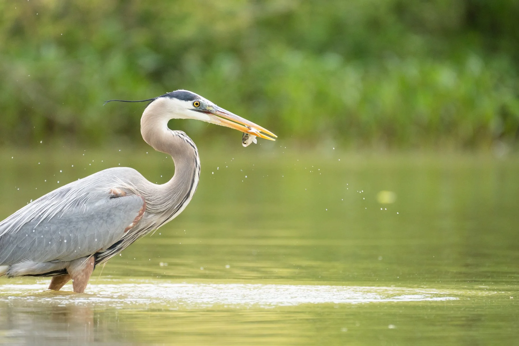 A great blue heron with a fish in its mouth at a lake in Ohio