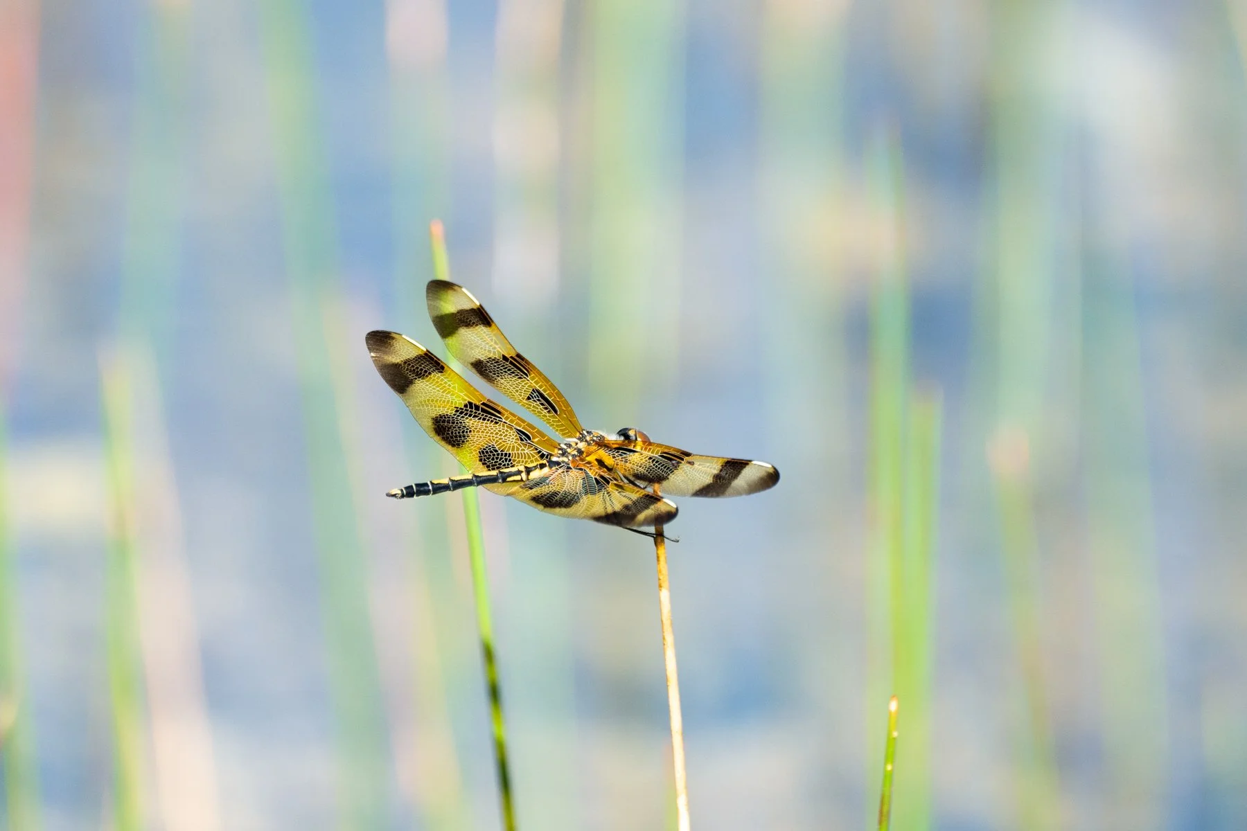 A Halloween Pennant dragonfly perched atop a reed in the Everglades, Florida
