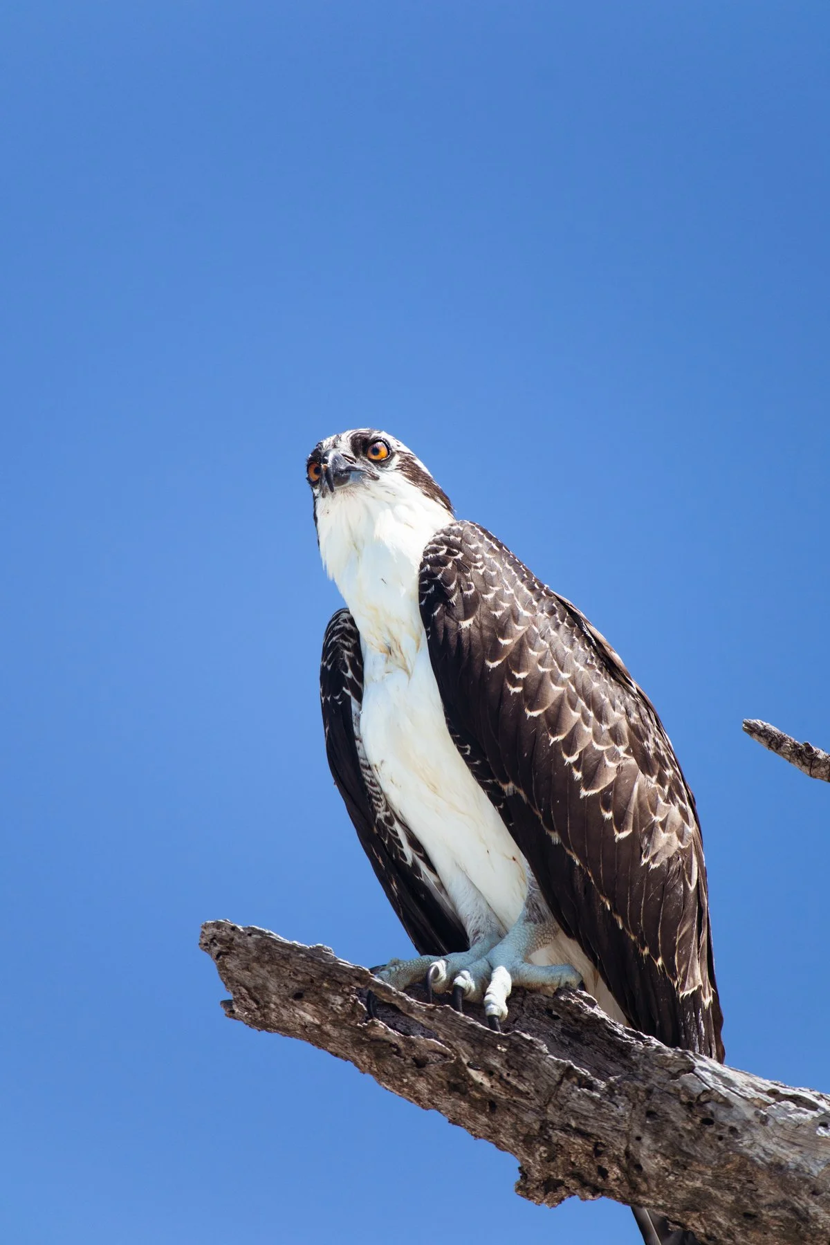 An osprey perched on a snag in Captiva, Florida