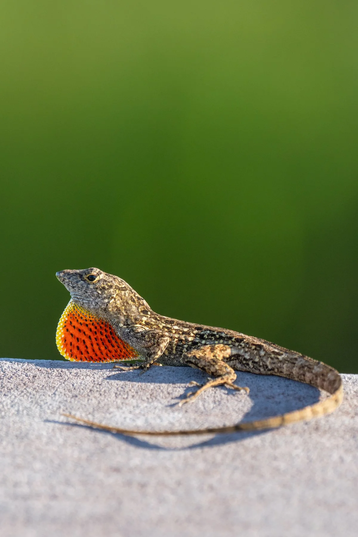 A brown anole displaying its dewlap in the Everglades, Florida