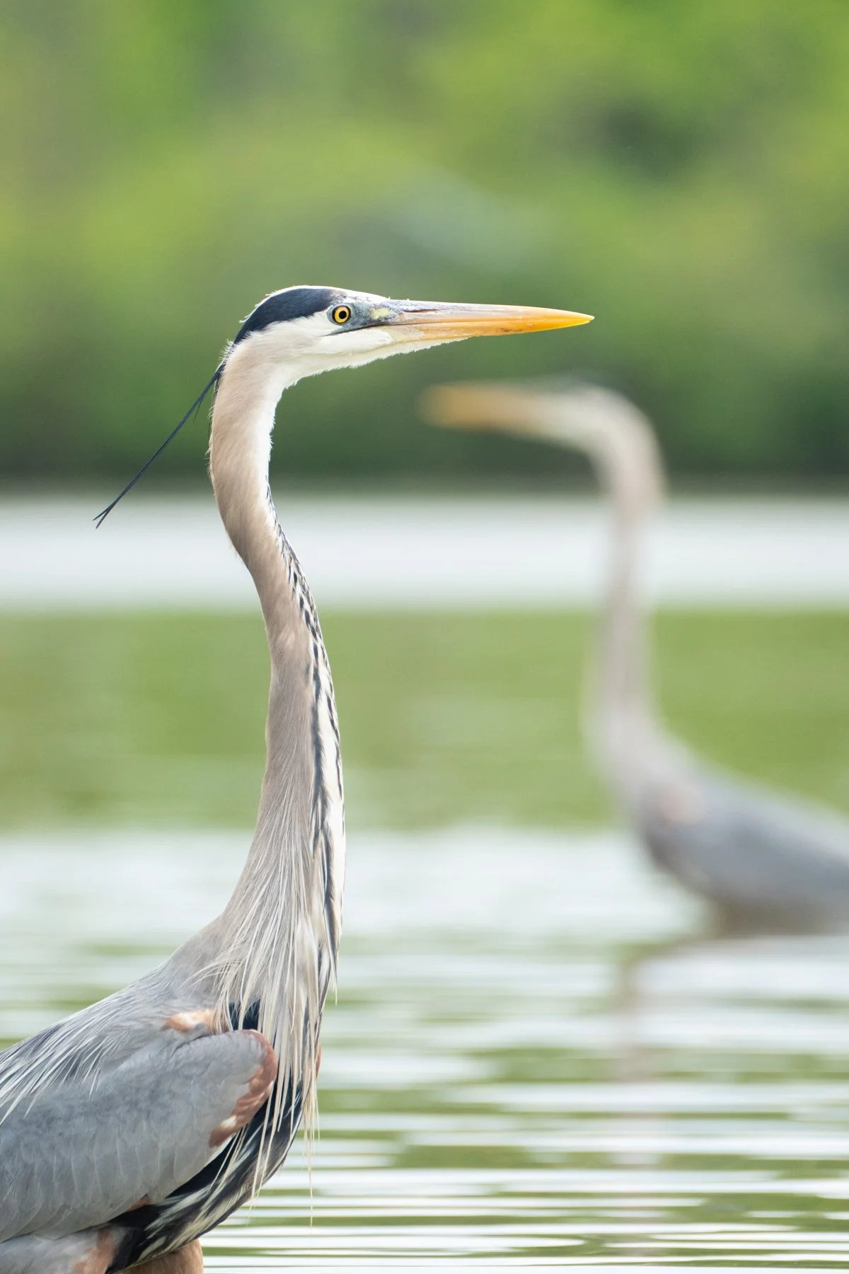 Two great blue herons wading on a summer day in Ohio
